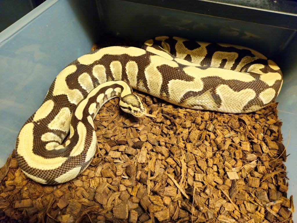 LAST MINUTE HOUTEN DEALS - Diverse koningspythons Ball Python photo 4