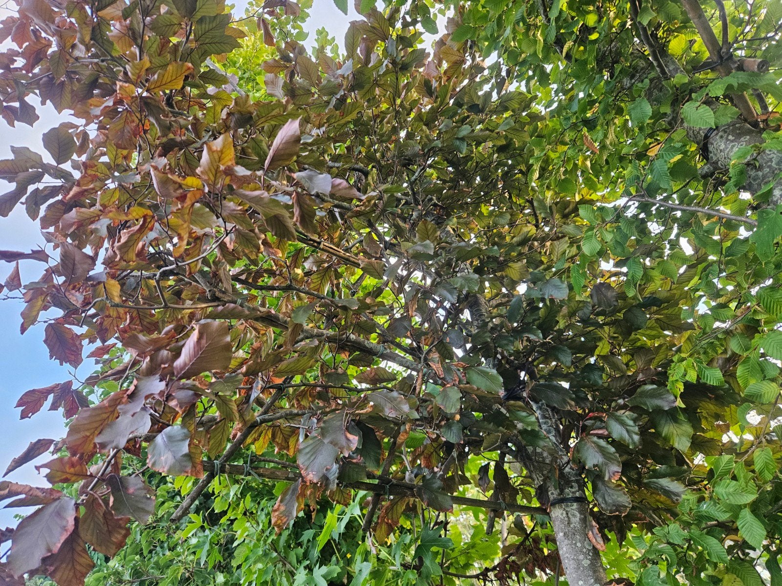 bomenopruiming. rode leibeuk Stamomtrek 20/25 stamhoogte 190, Tuin en Terras, Planten | Bomen, In pot, Leiboom, Halfschaduw, Ophalen of Verzenden