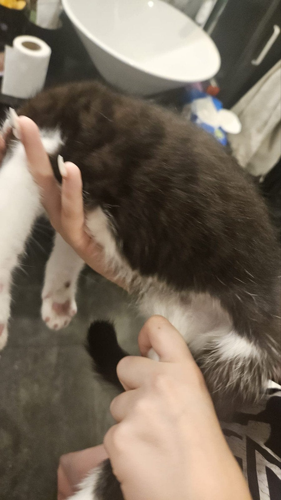 Bengaal kruising kittens, Meerdere dieren, Kortharig, 0 tot 2 jaar