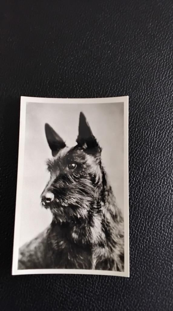 Vintage foto Schotse Terriër - 'Echte foto', Gebruikt, Foto, Ophalen of Verzenden, Voor 1940