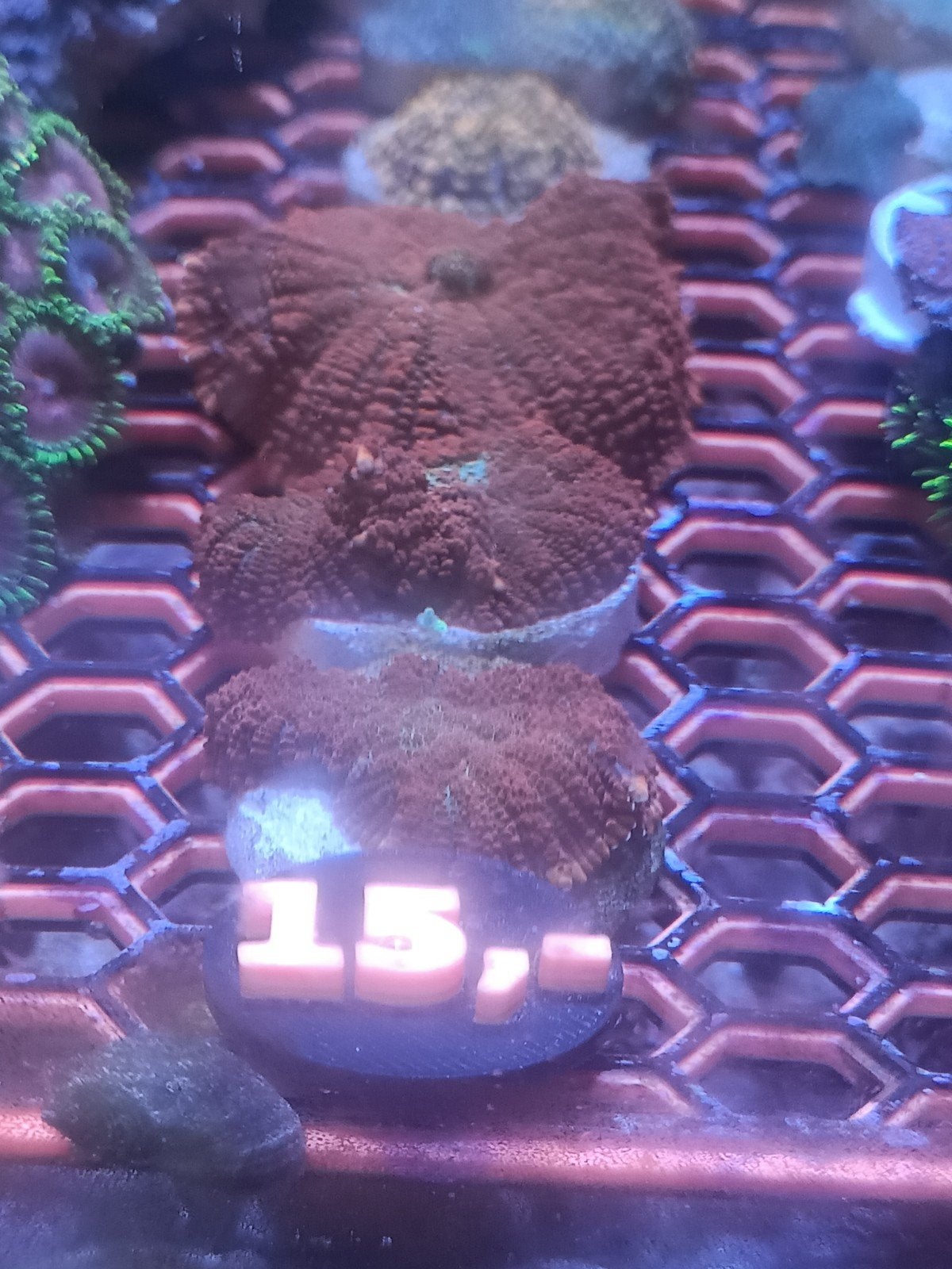 Forest fire rhodactis, Dieren en Toebehoren, Vissen | Aquariumvissen, Zoutwatervis