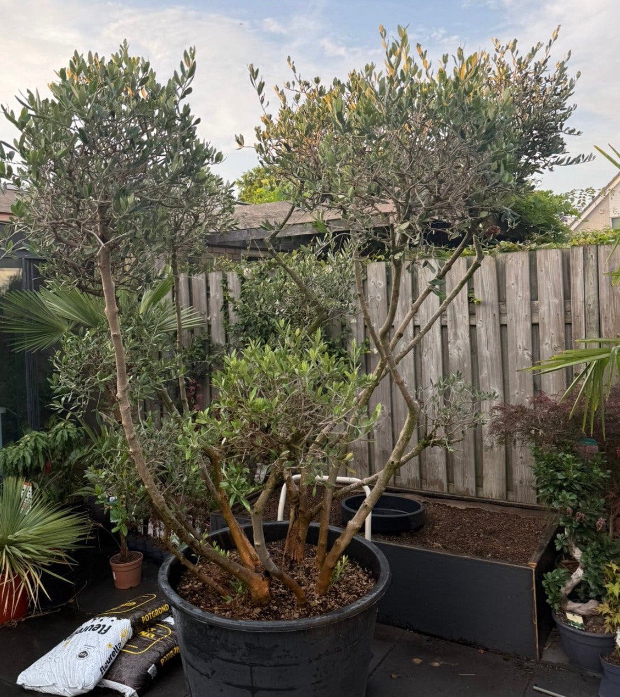 Grote Bonsai ponpon Olijfboom in pot - 250 cm hoog, Volle zon, Vaste plant, Bloeit niet, Ophalen