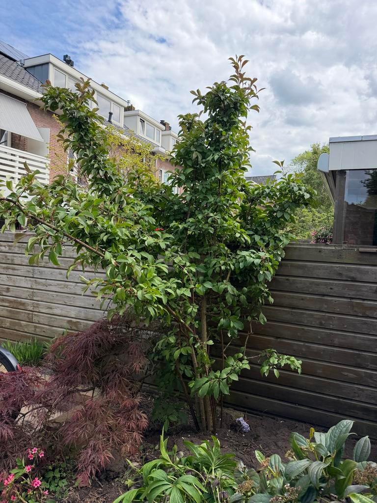 Japanse sneeuwbal (Viburnum plicatum) 3 meter, Tuin en Terras, Ophalen, Halfschaduw, Overige soorten