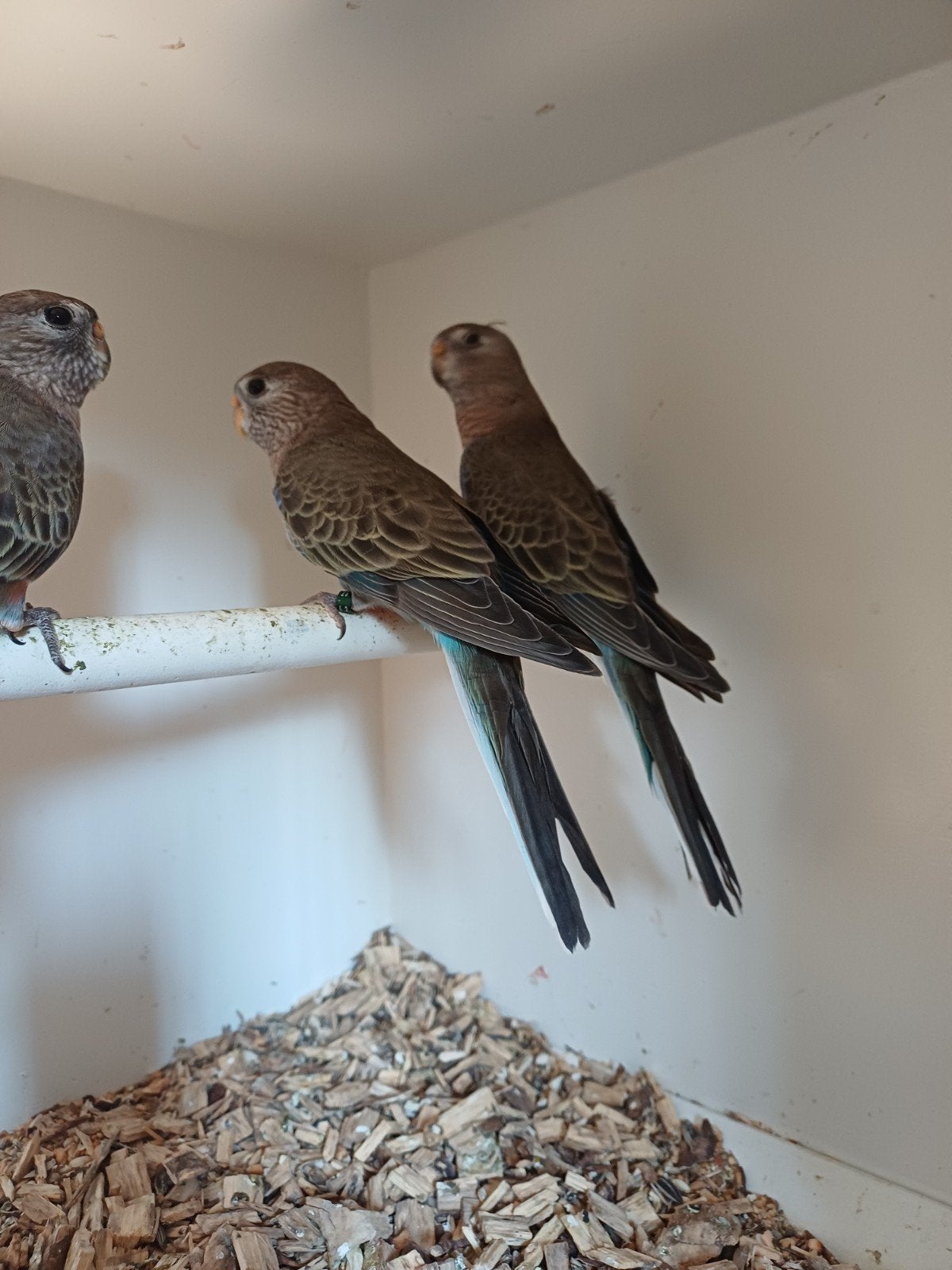 Bourks parkieten, Dieren en Toebehoren, Meerdere dieren, Parkiet, Geringd