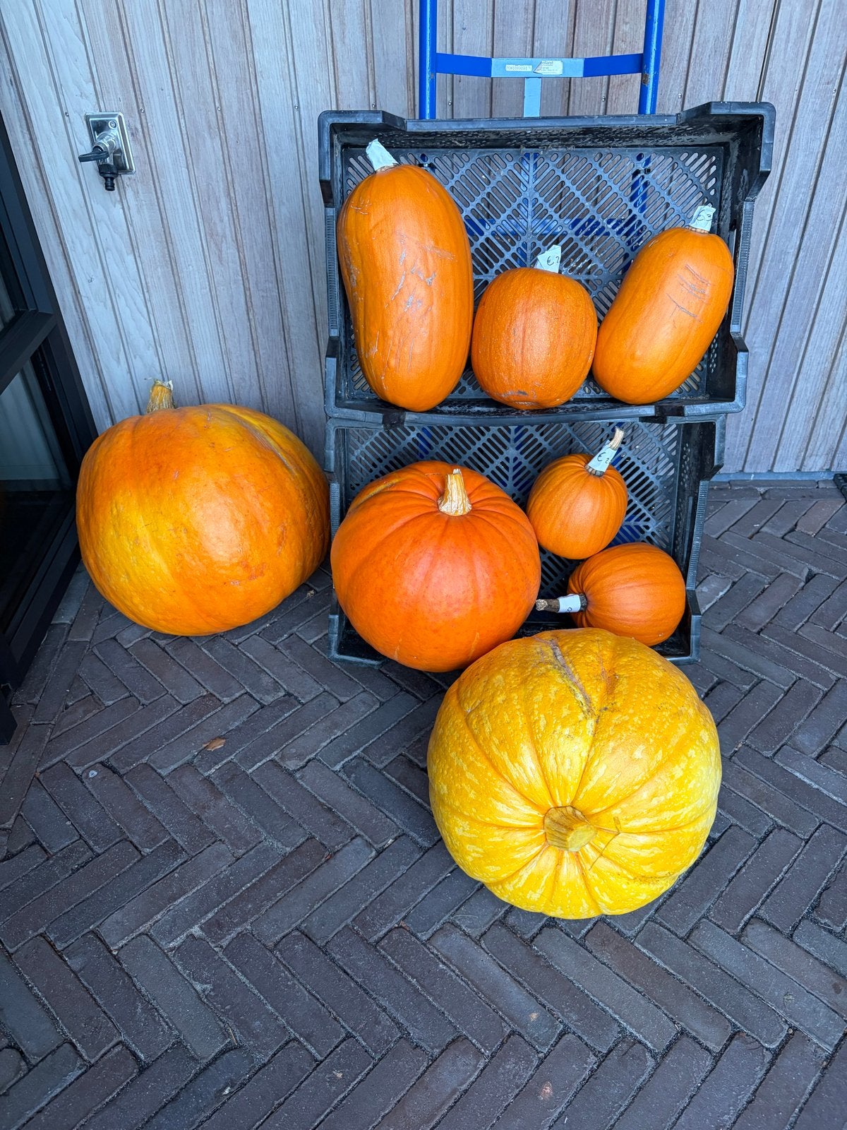 Diverse pompoenen voor decoratie of consumptie, Tuin en Terras, Ophalen