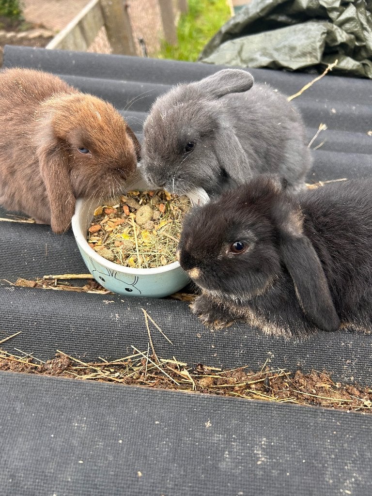 Lieve baby konijntjes zoeken een fijn huisje!, Meerdere dieren, Dwerg, Hangoor, 0 tot 2 jaar