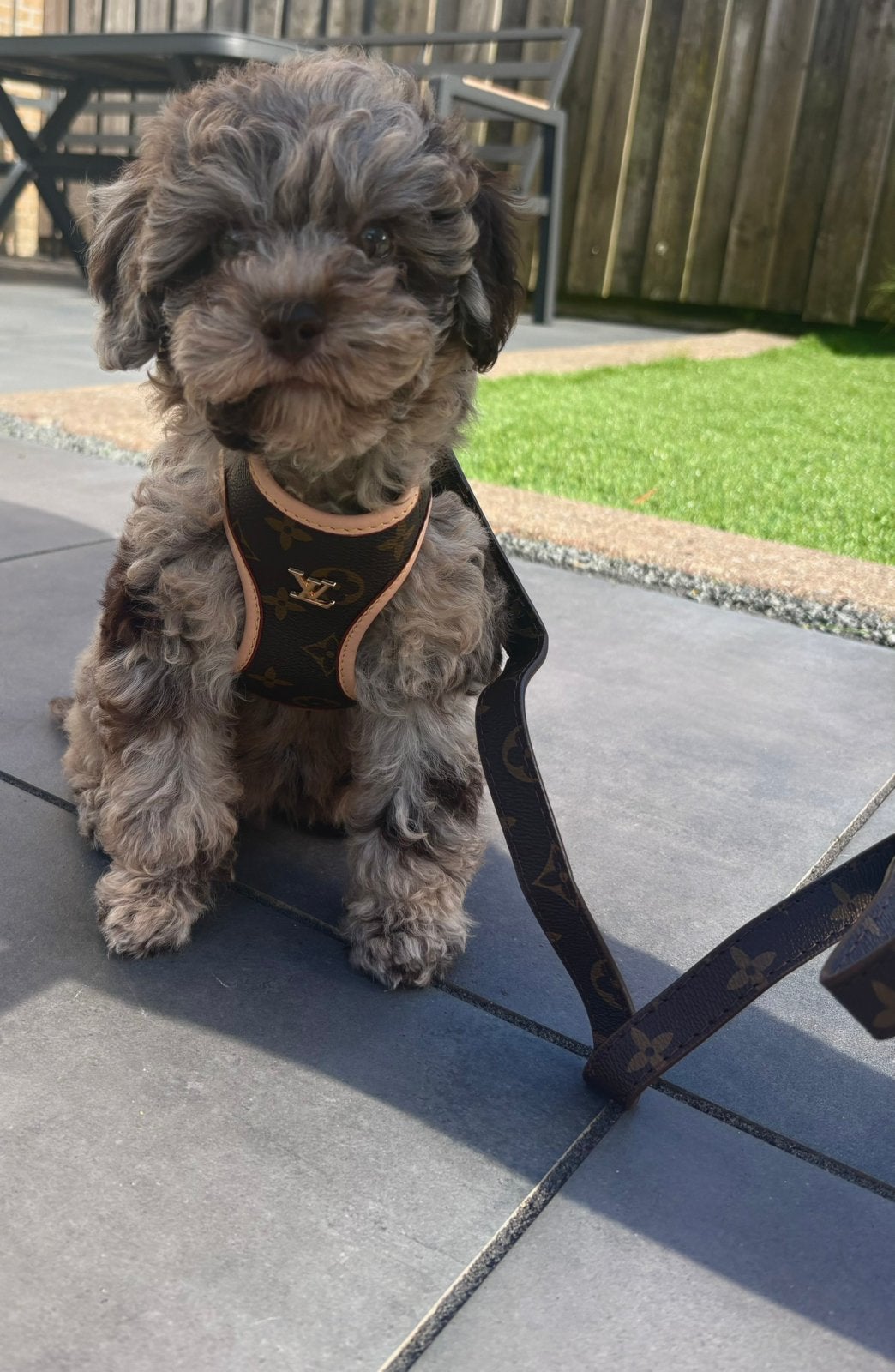 Groen-blauwe ogen Toypoedel toy poedel teefje stamboom merle, Dieren en Toebehoren, Honden | Chihuahua's en Gezelschapshonden