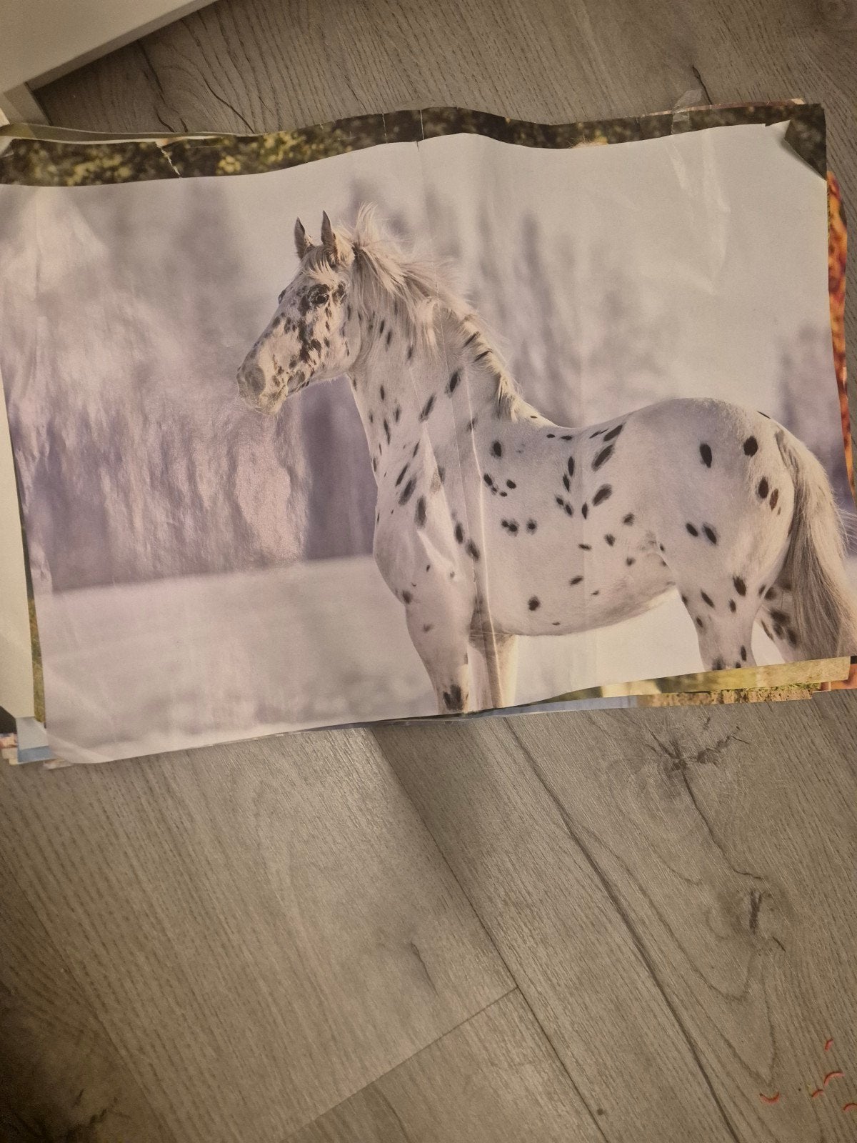 32 gebruikte paardenposters, Ophalen, Gebruikt, Dier of Natuur