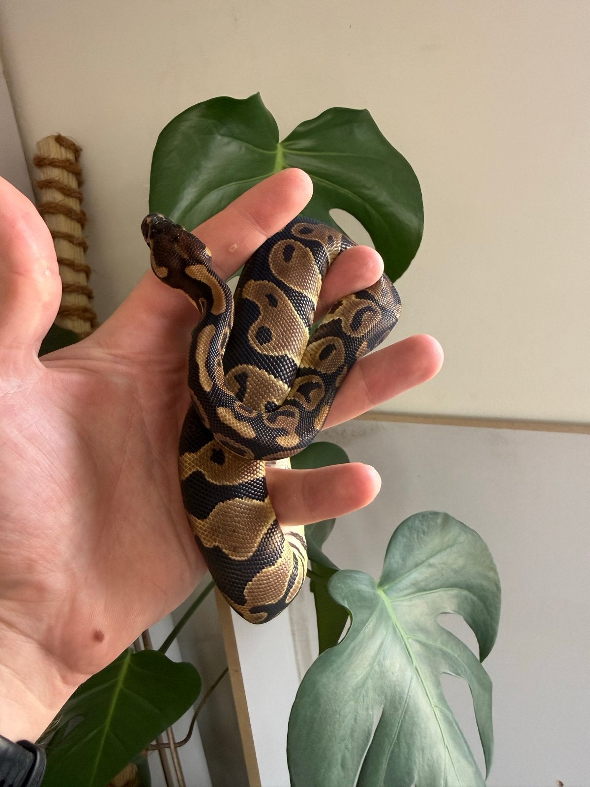 Leopard Het Clown vrouwtje jonge koningspython Ball Python photo 2