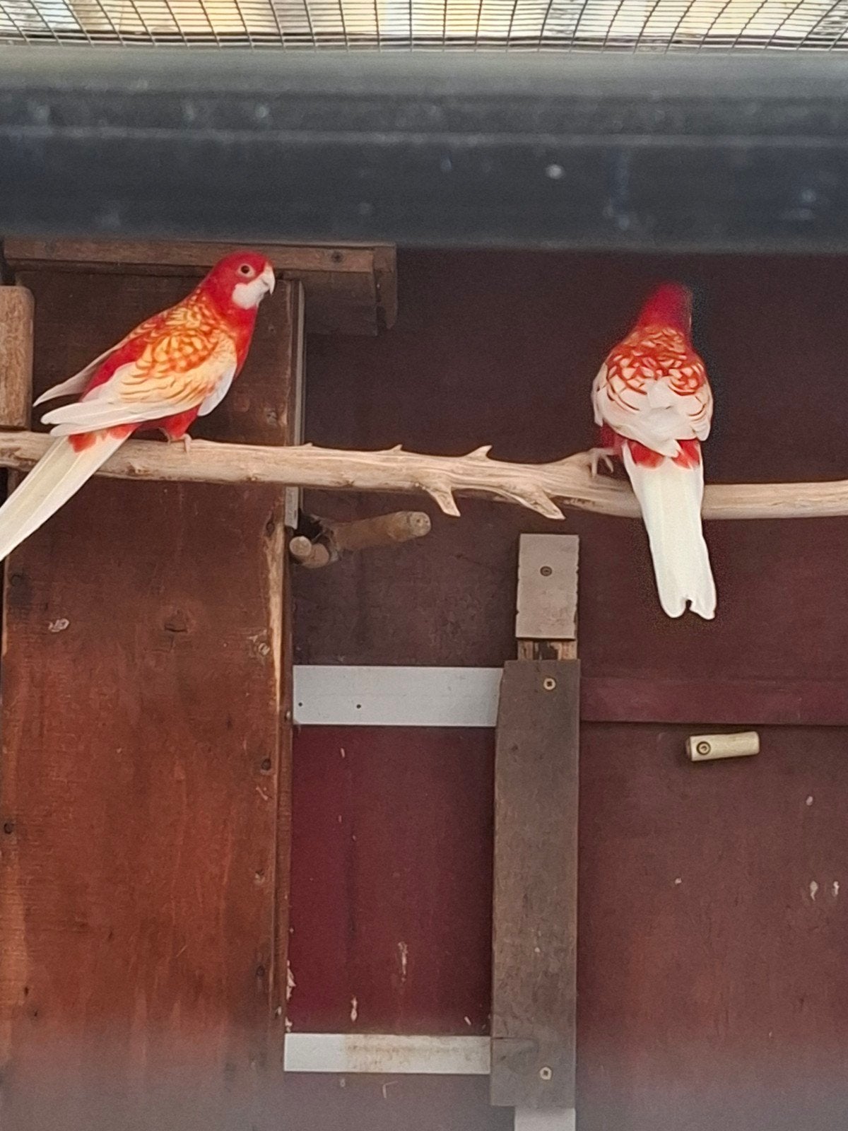 Lutino pennanten., Dieren en Toebehoren, Vogels | Parkieten en Papegaaien, Meerdere dieren, Parkiet, Geringd
