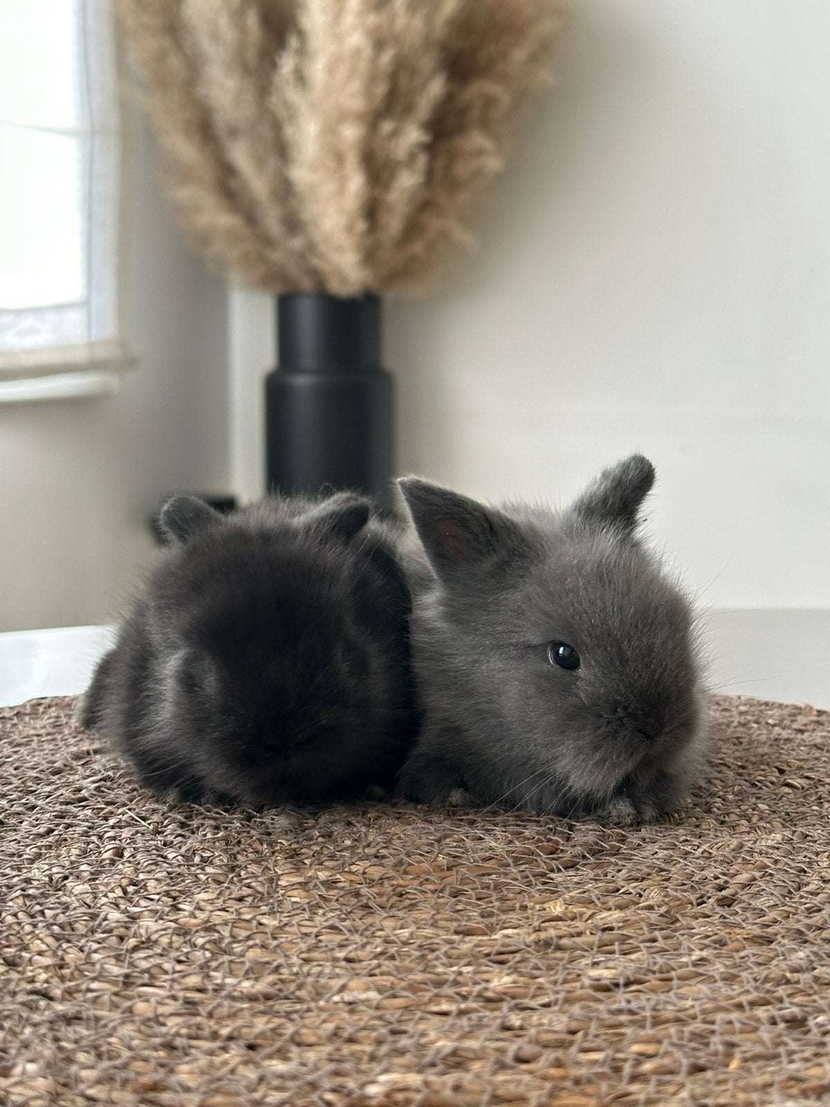 Dwergkonijn koppeltje, Dieren en Toebehoren, Konijnen, Meerdere dieren, Dwerg, Hangoor