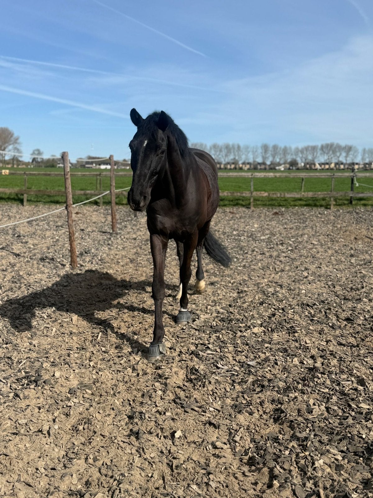 Forever weidemaatje aangeboden ️, Gechipt, Ruin, 170 tot 175 cm, 11 jaar of ouder