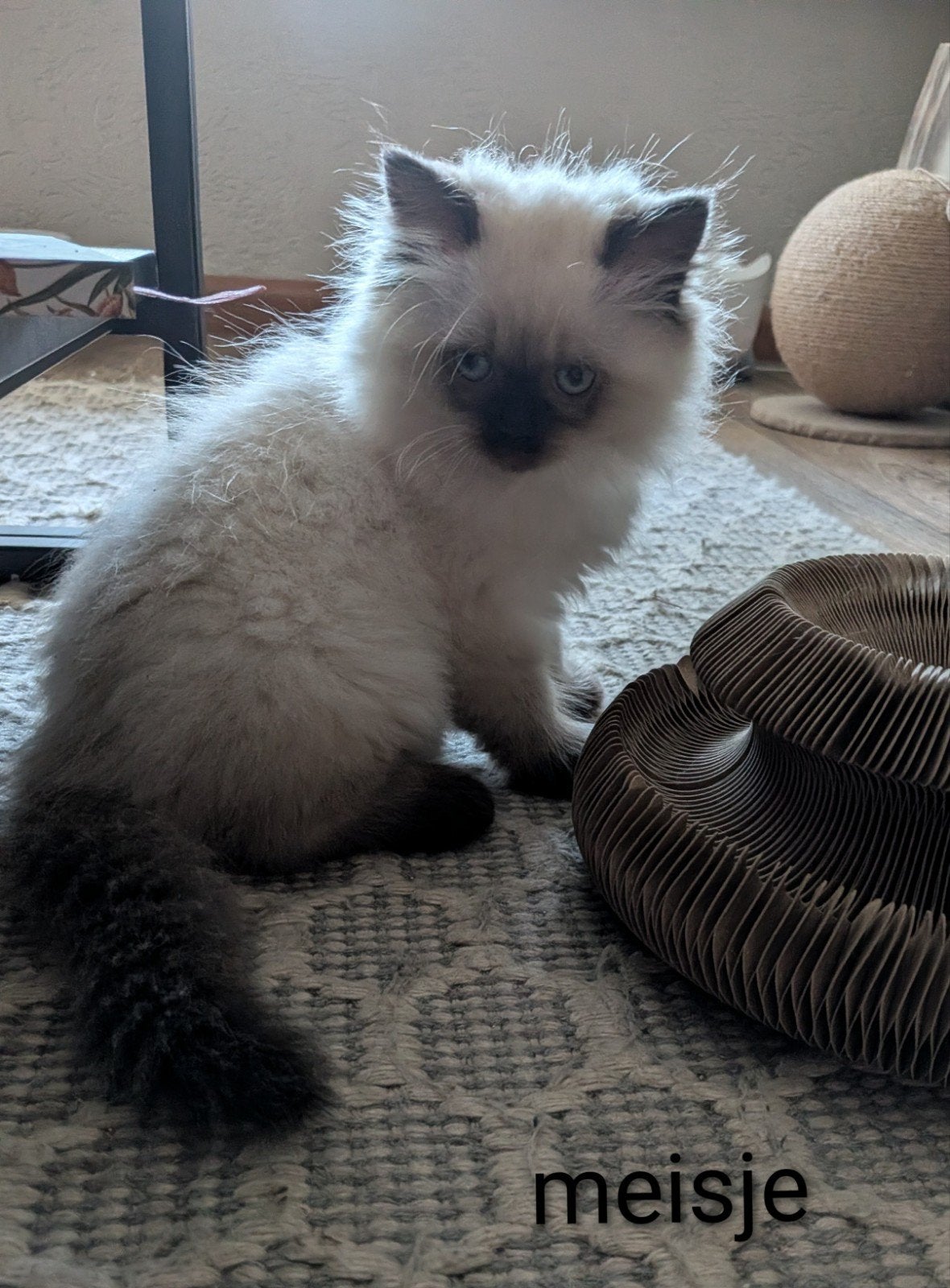 Ragdoll kittens 100% ragdoll, Meerdere dieren, Ontwormd