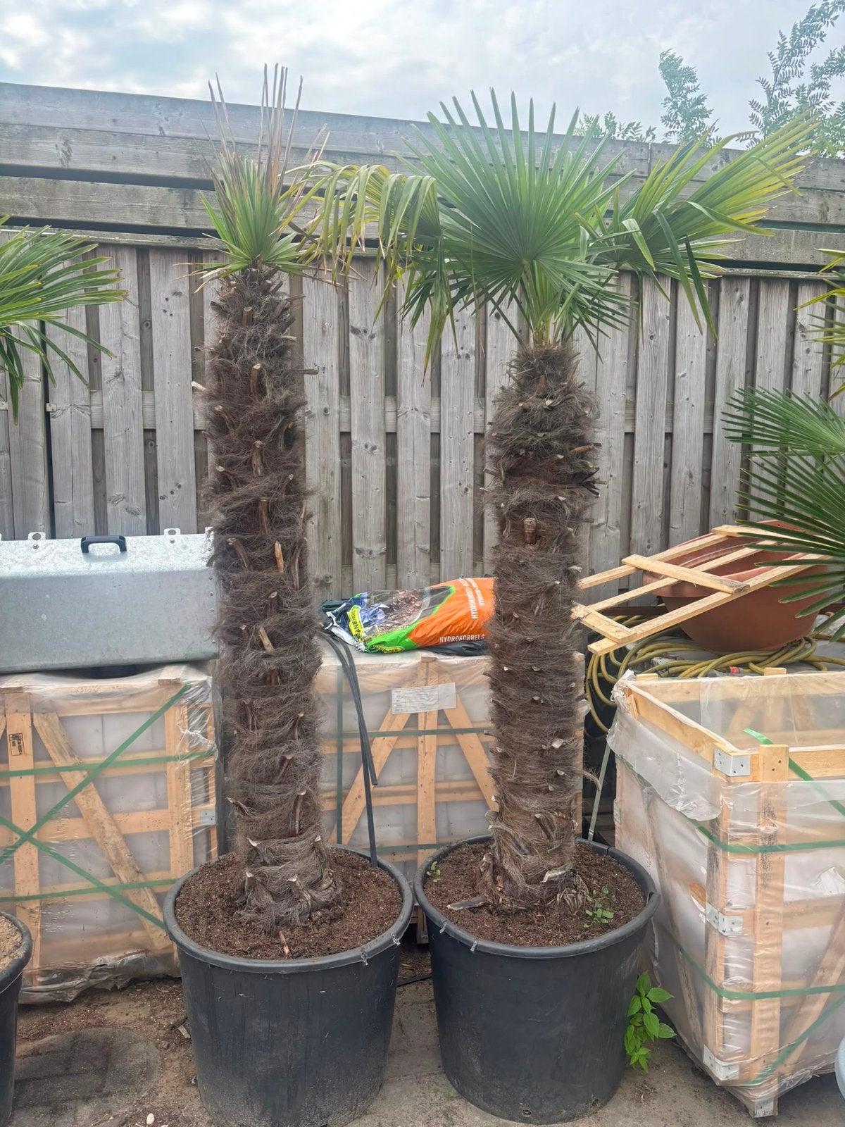 Trachycarpus Fortunei - Winterharde Palmbomen, Tuin en Terras, Volle zon, Vaste plant, Zomer, Ophalen
