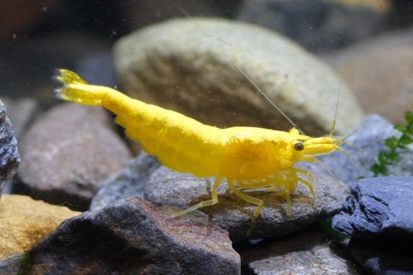 Ultra Gold garnalen, Dieren en Toebehoren, Vissen | Aquariumvissen, Kreeft, Krab of Garnaal