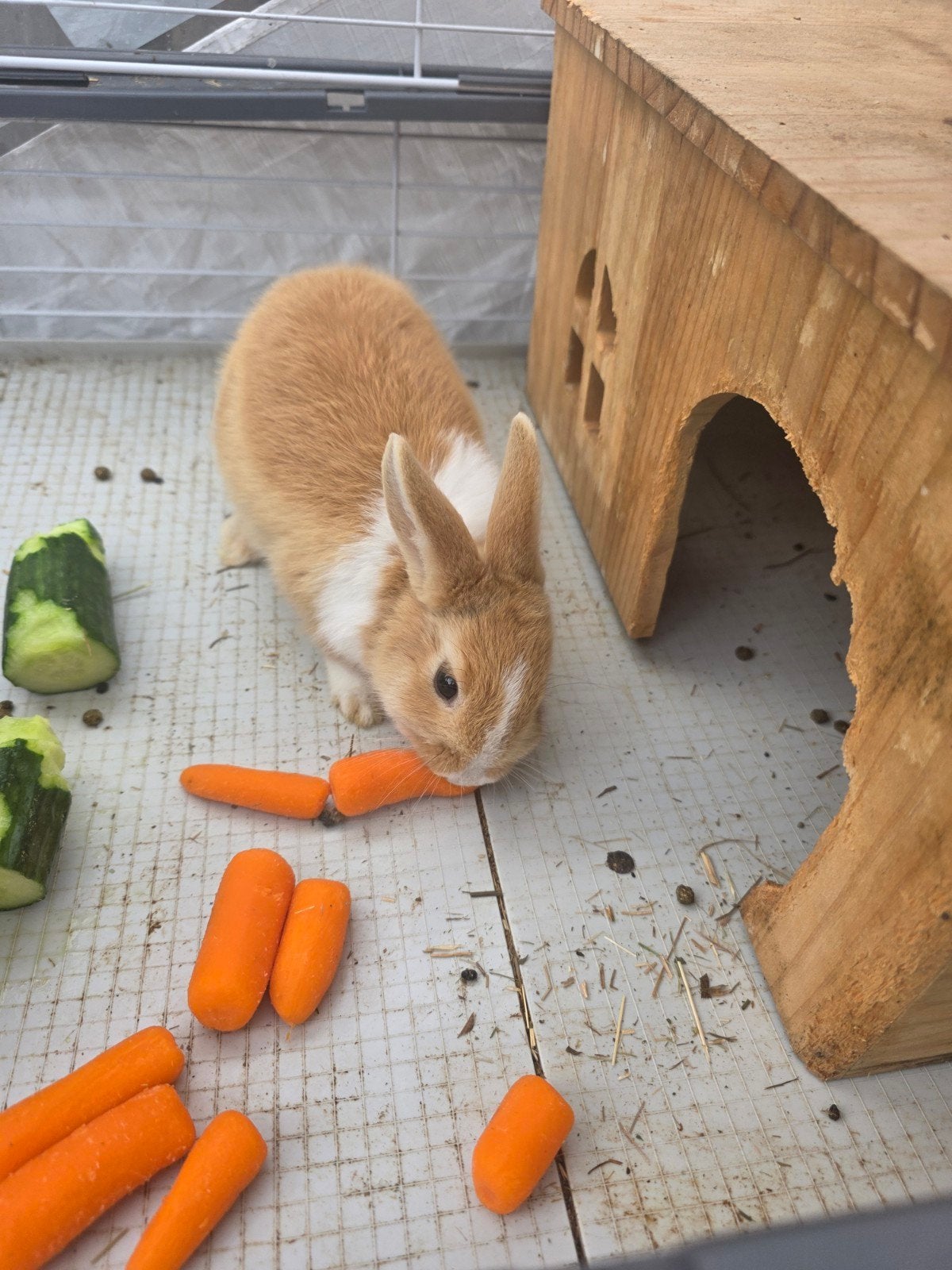 Schattige Bobo zoekt een liefdevol thuis!, Augustus, Mannelijk, Overige typen, Tam
