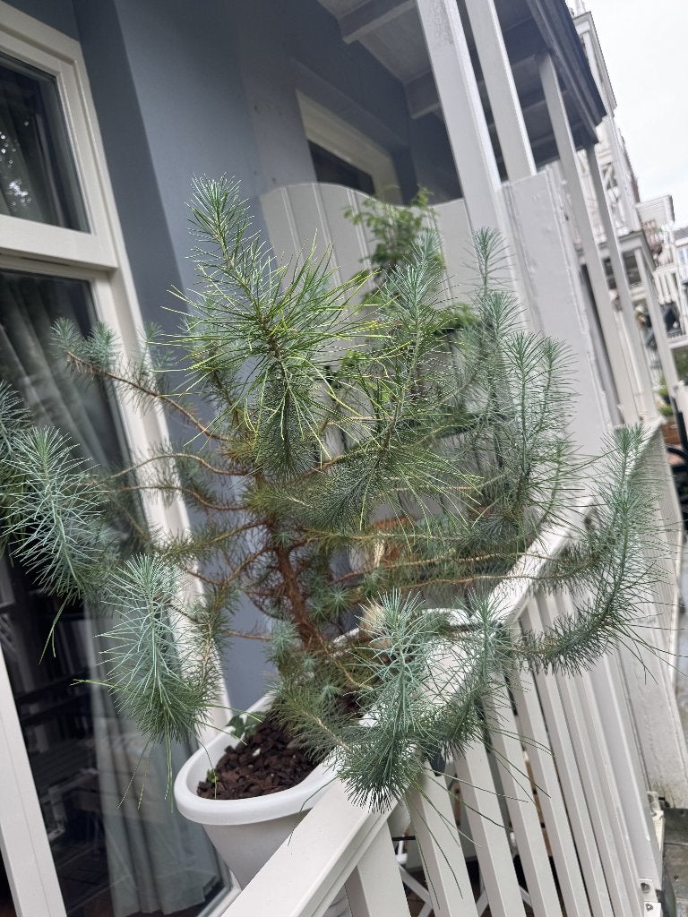2 dennen (<1 m hoog) in plantenbak, Tuin en Terras, Planten | Bomen, Halfschaduw, Overige soorten, Minder dan 100 cm, Ophalen
