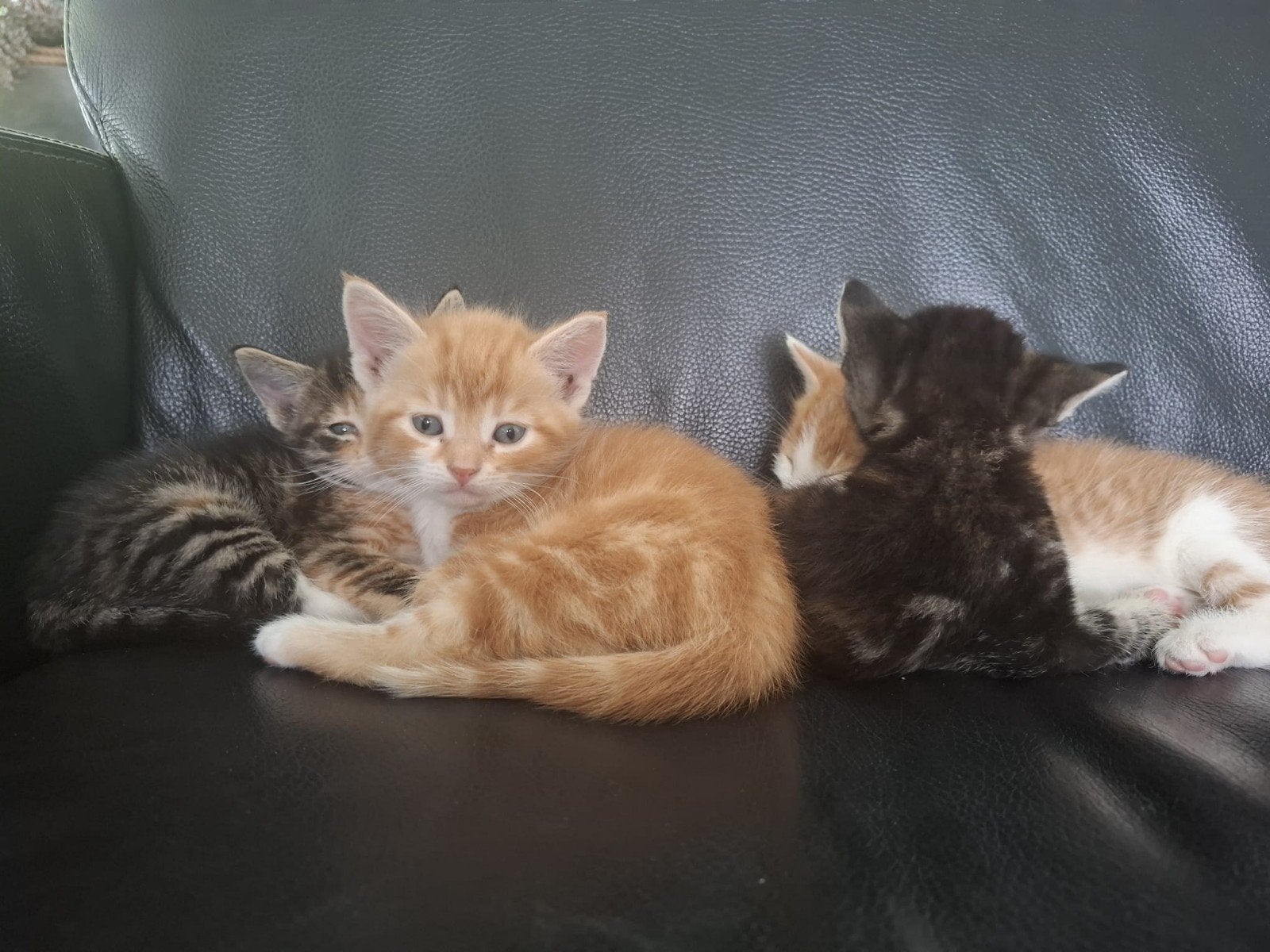 Boerderij kittens, Dieren en Toebehoren, Ophalen