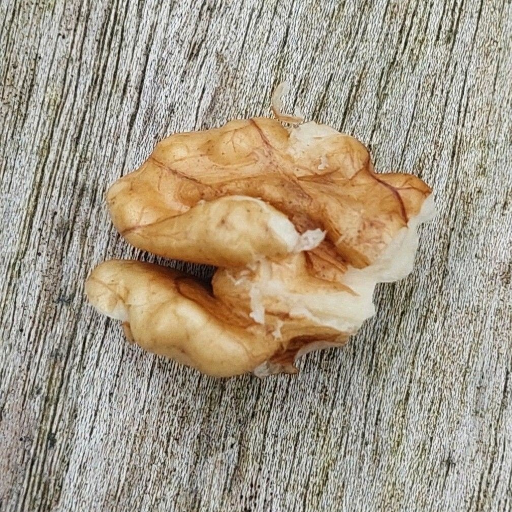 Mooie grote Walnoten, Diversen, Ophalen of Verzenden
