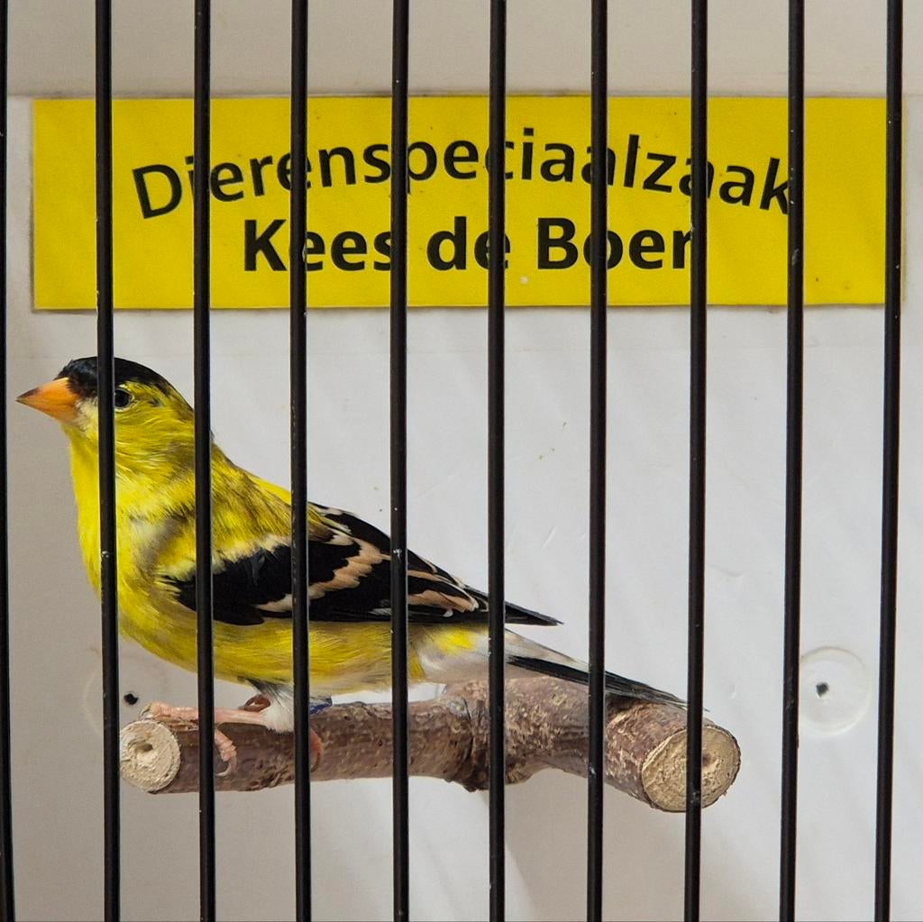 Koppel treursijzen, Meerdere dieren, Geringd