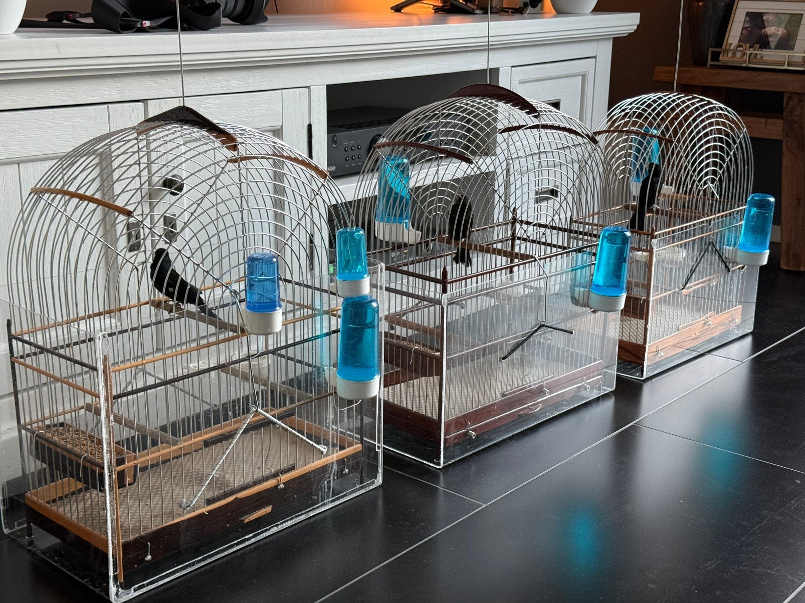 2x Twatwa repman (in 1 koop), Meerdere dieren