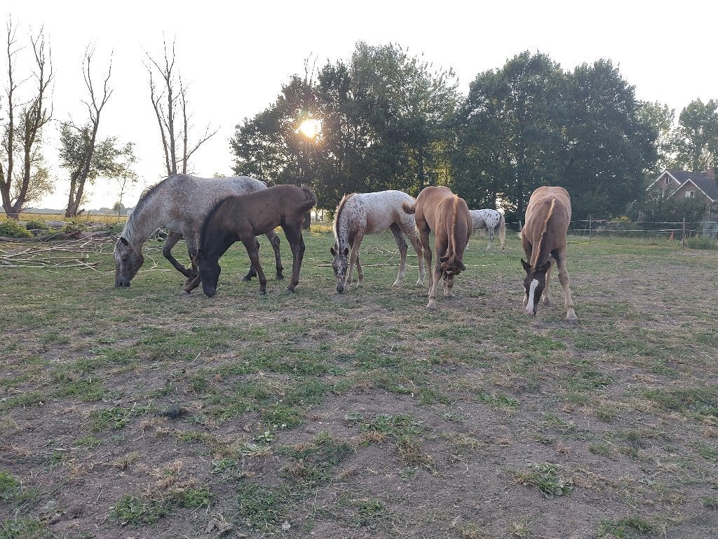 Meerdere jonge paarden te koop, Dieren en Toebehoren, Minder dan 160 cm, Niet van toepassing, Meerdere dieren, Recreatiepaard