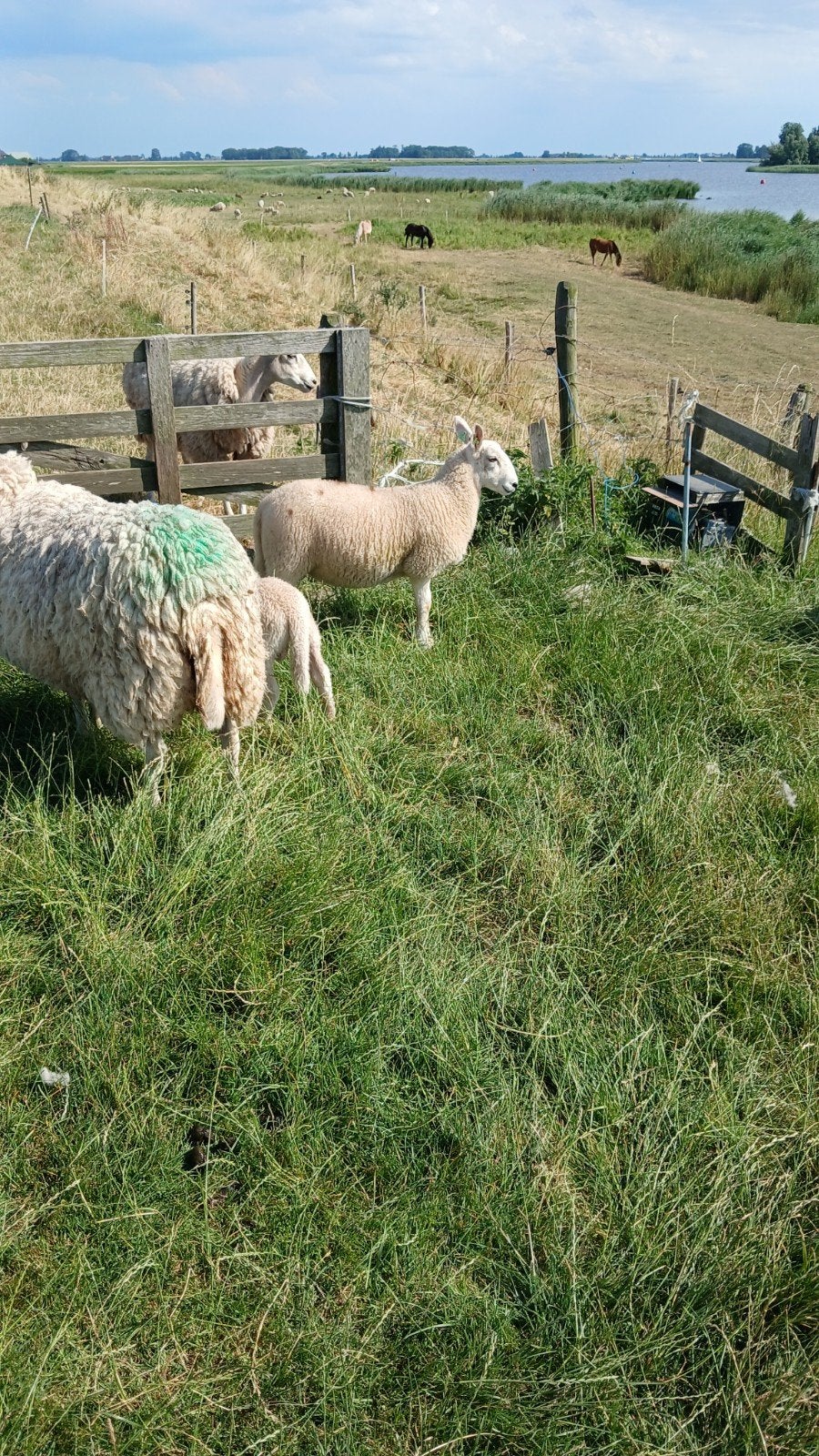 border leicester  ooilammeren, Vrouwelijk, Schaap, 0 tot 2 jaar