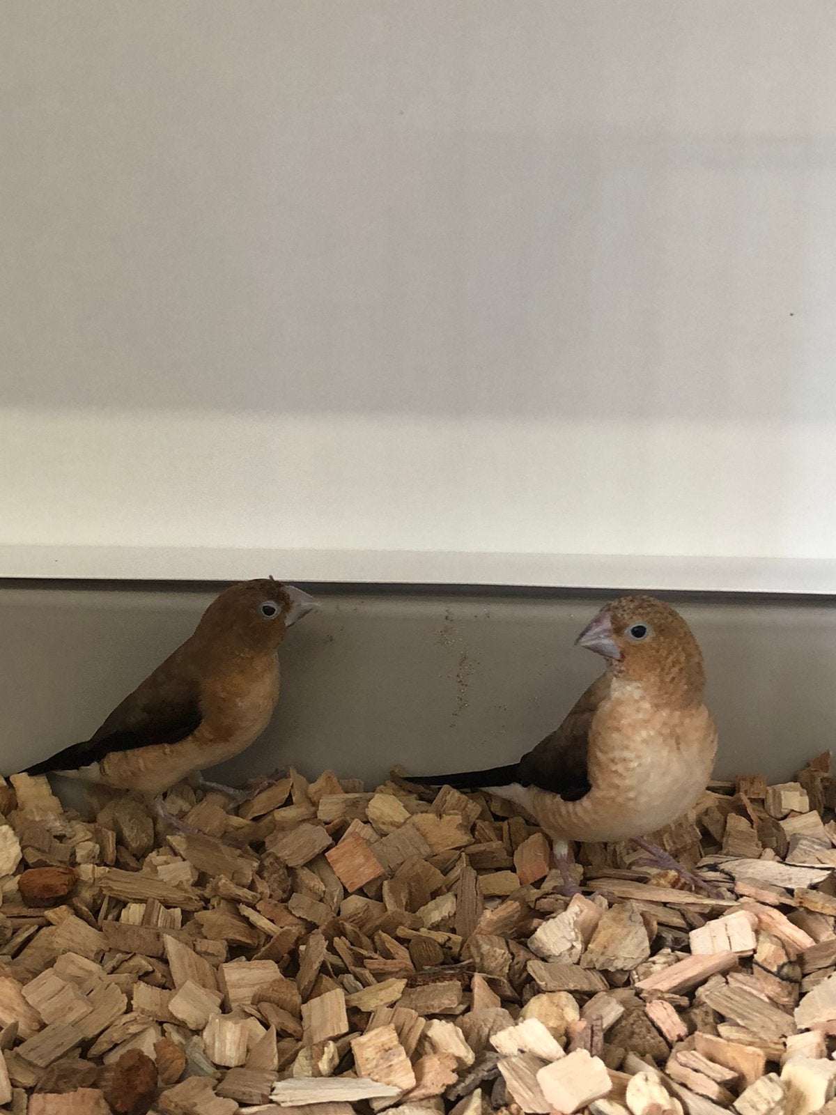 Koppel zilverbekjes, Dieren en Toebehoren, Meerdere dieren