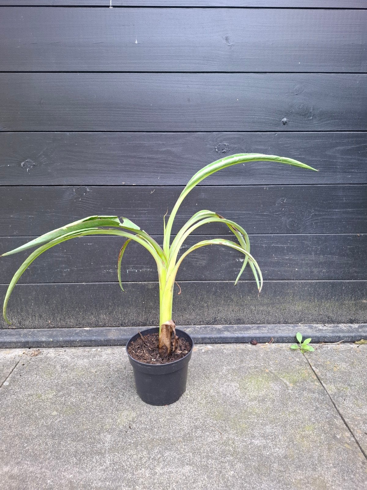 Bananenplant musa Florida variegata 40cm, Ophalen, Overige soorten, Volle zon
