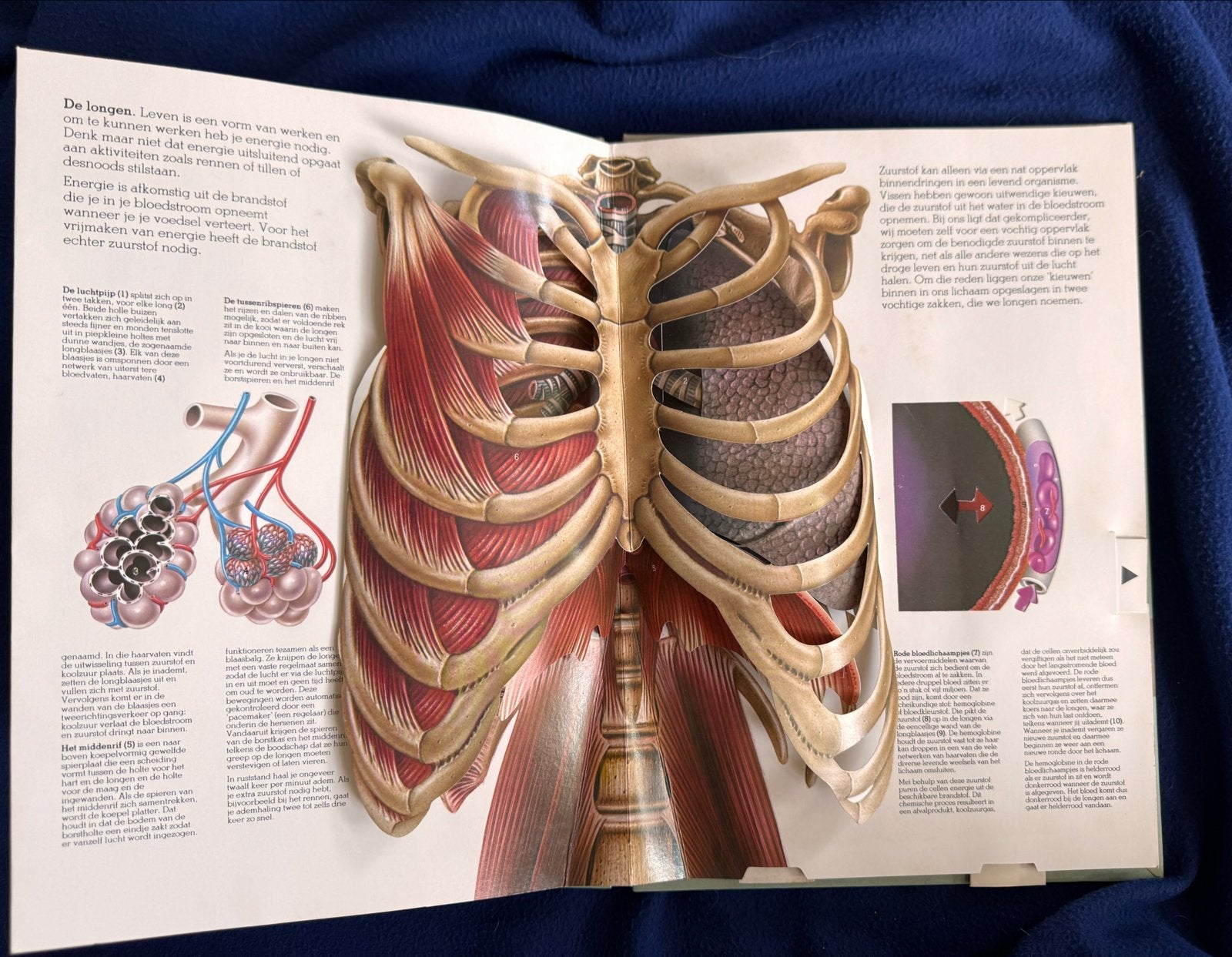 Ons Lichaam: Een driedimensionale kijk op de anatomie, Ophalen of Verzenden, Zo goed als nieuw, Natuurwetenschap