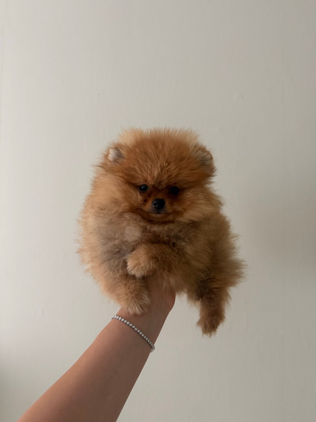 Pomeriaan bear face reutje, Dieren en Toebehoren, Honden | Poolhonden, Keeshonden en Oertypen, Particulier, Keeshond, 15 weken tot 1 jaar
