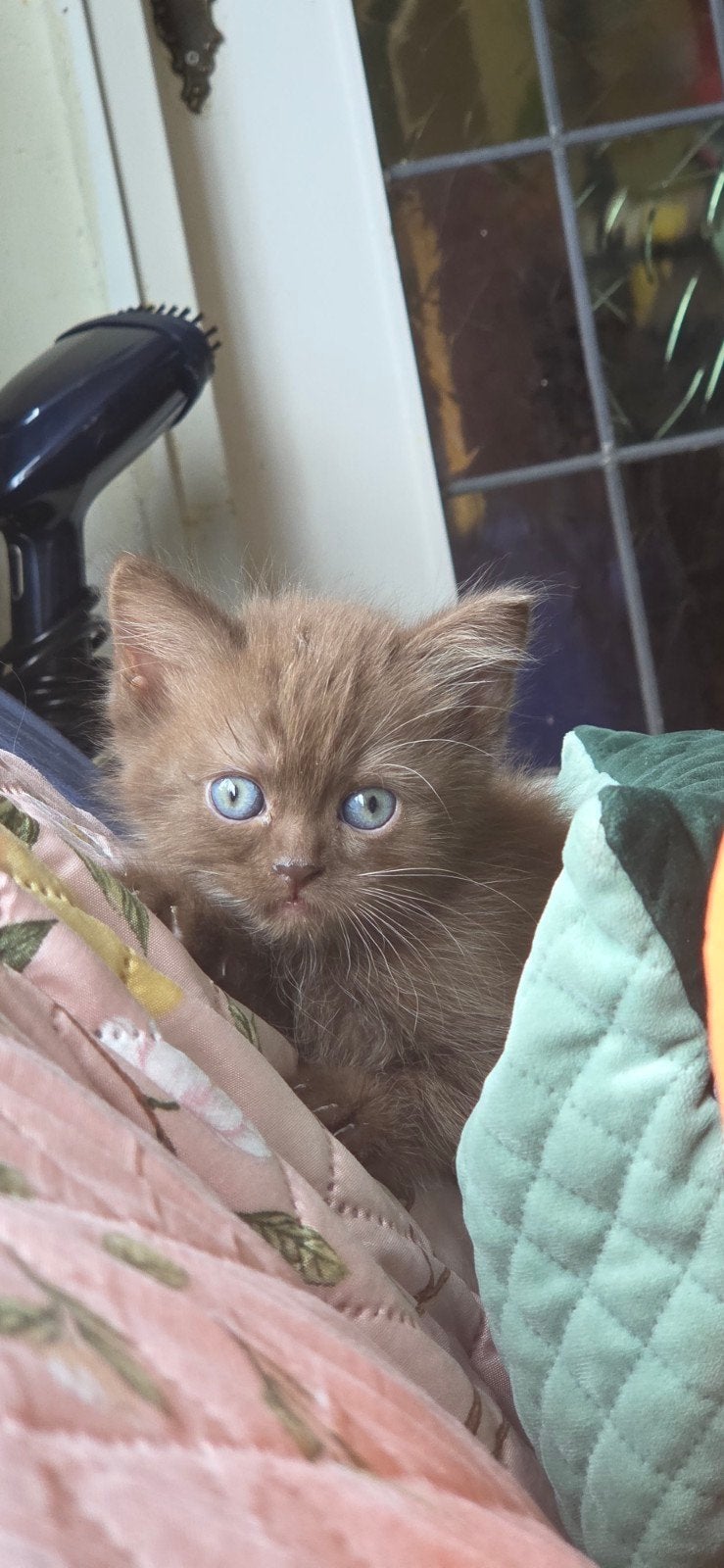 Cinnamon smoking katertje britse korthaar, Dieren en Toebehoren, Kater, Ontwormd, 0 tot 2 jaar