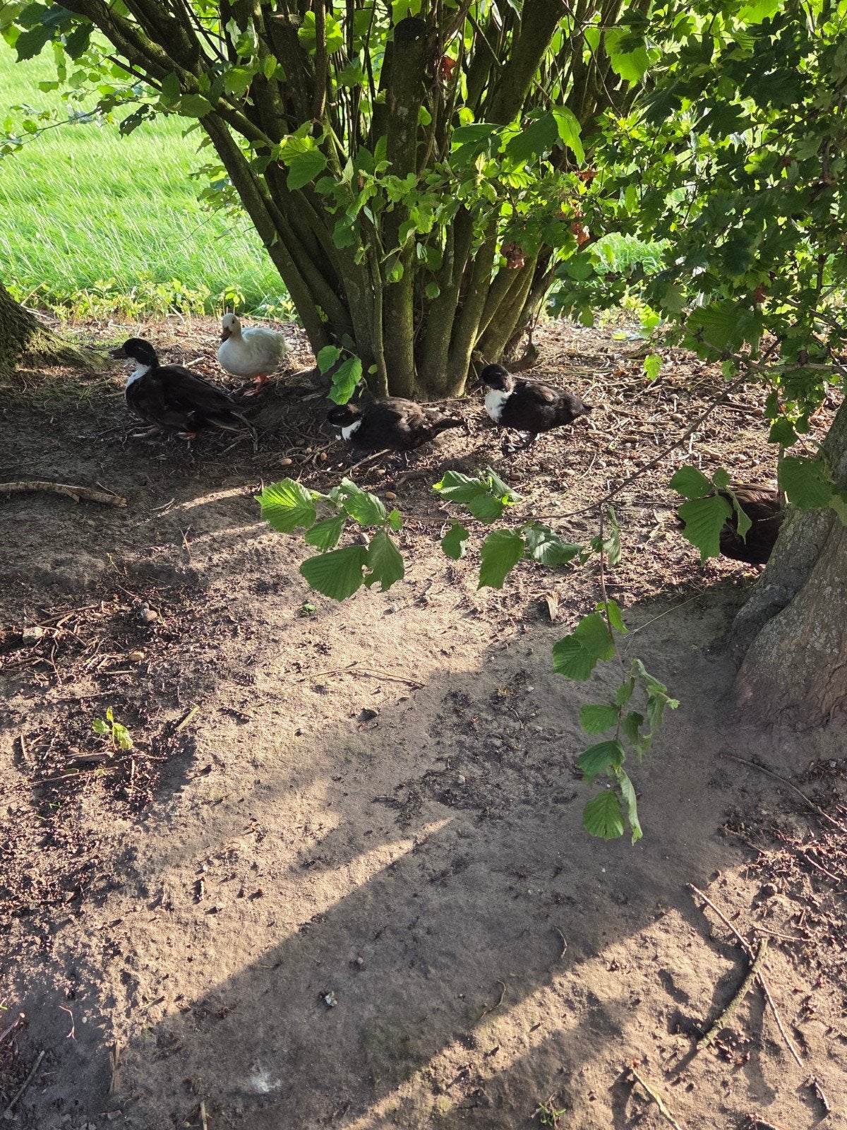 Kwakertjes 5 stuks, Meerdere dieren, Kip