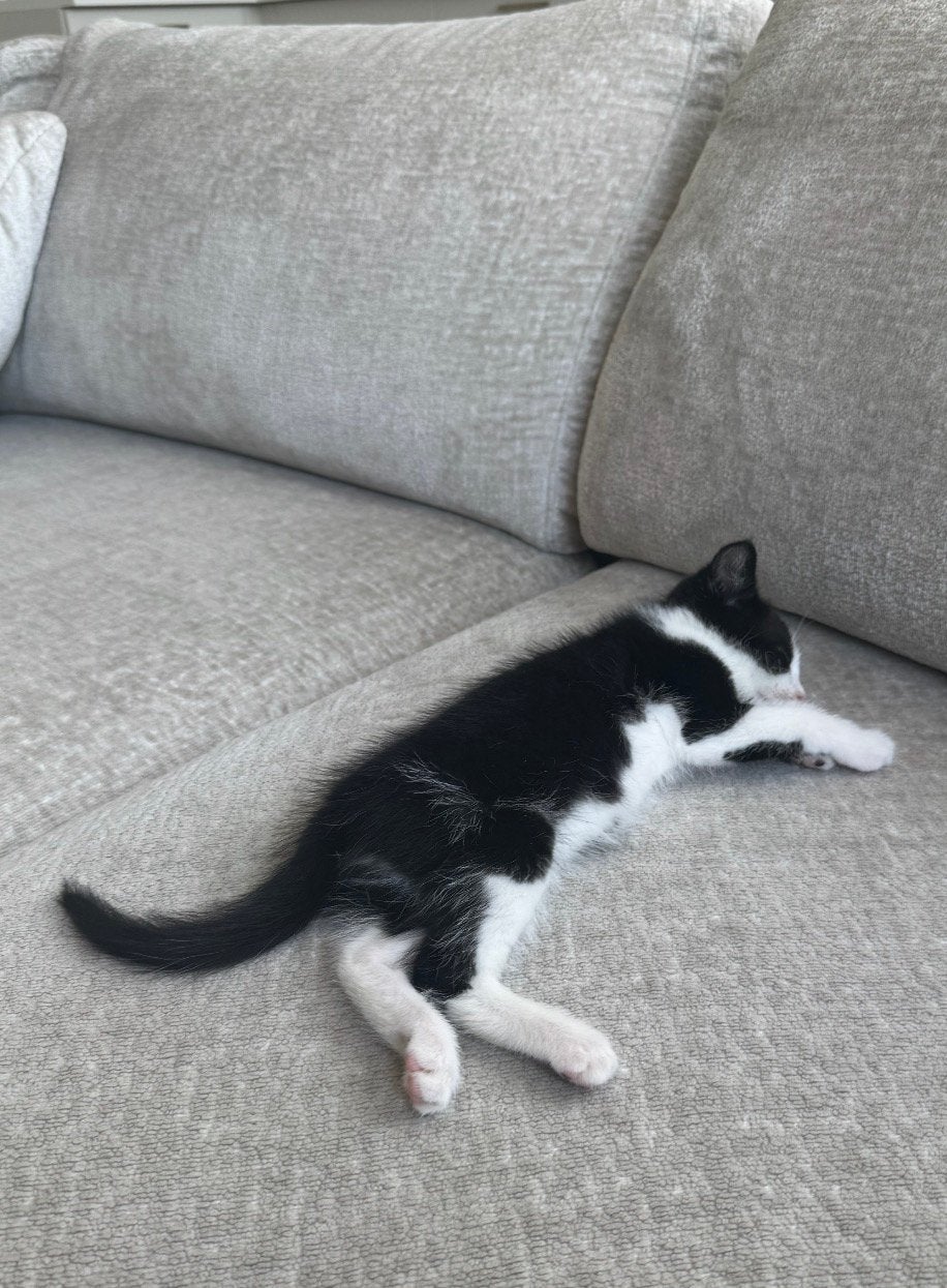 Kittens, Poes