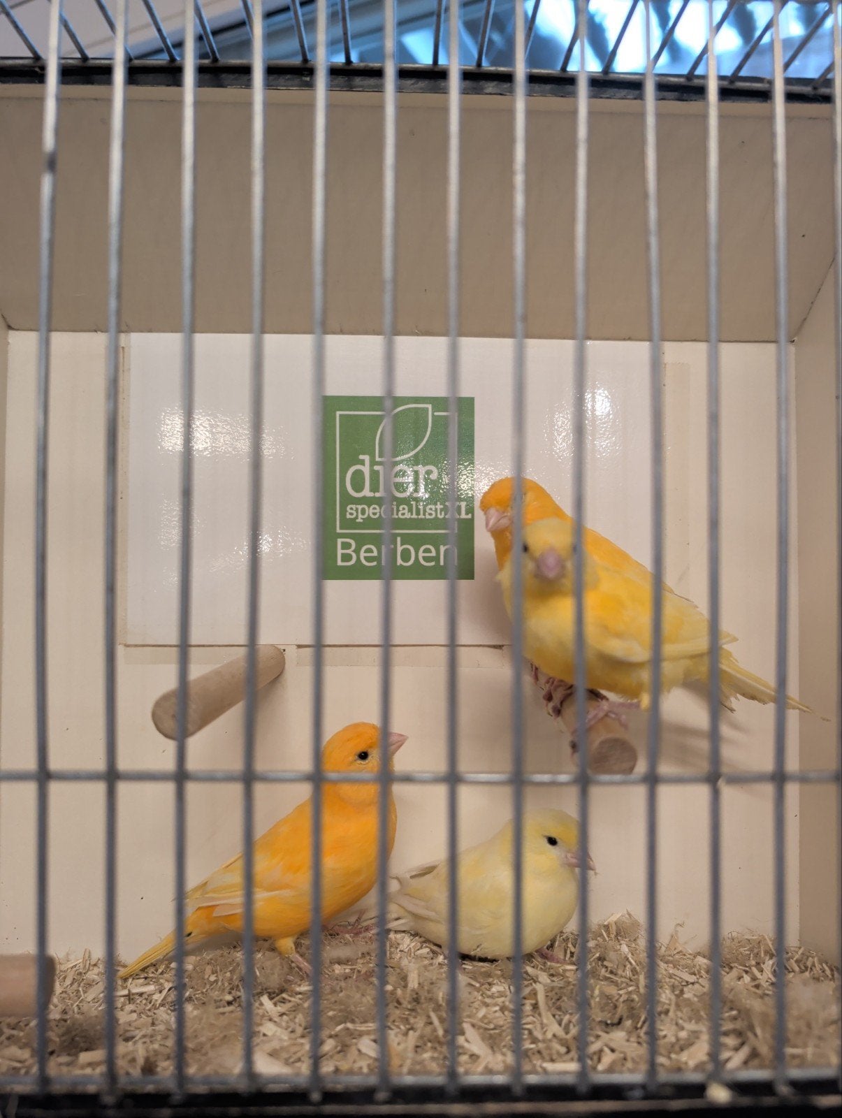kanaries geel en oranje, Meerdere dieren, Kleurkanarie