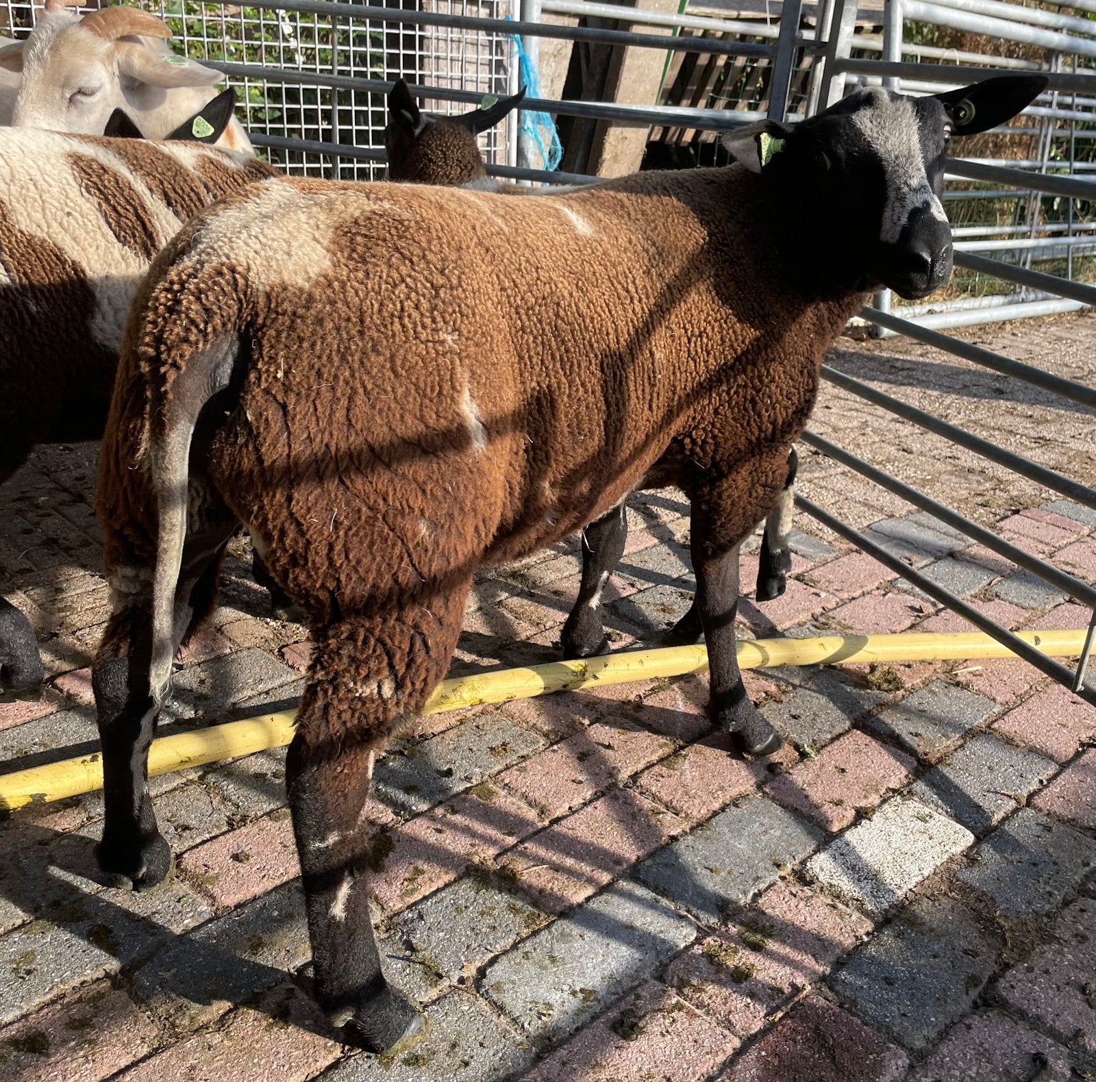 Bonte ram zwoegervrij, Dieren en Toebehoren, Mannelijk, Schaap