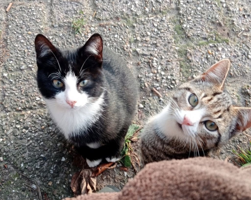 Leuke Kittens, Dieren en Toebehoren, Kater, 0 tot 2 jaar