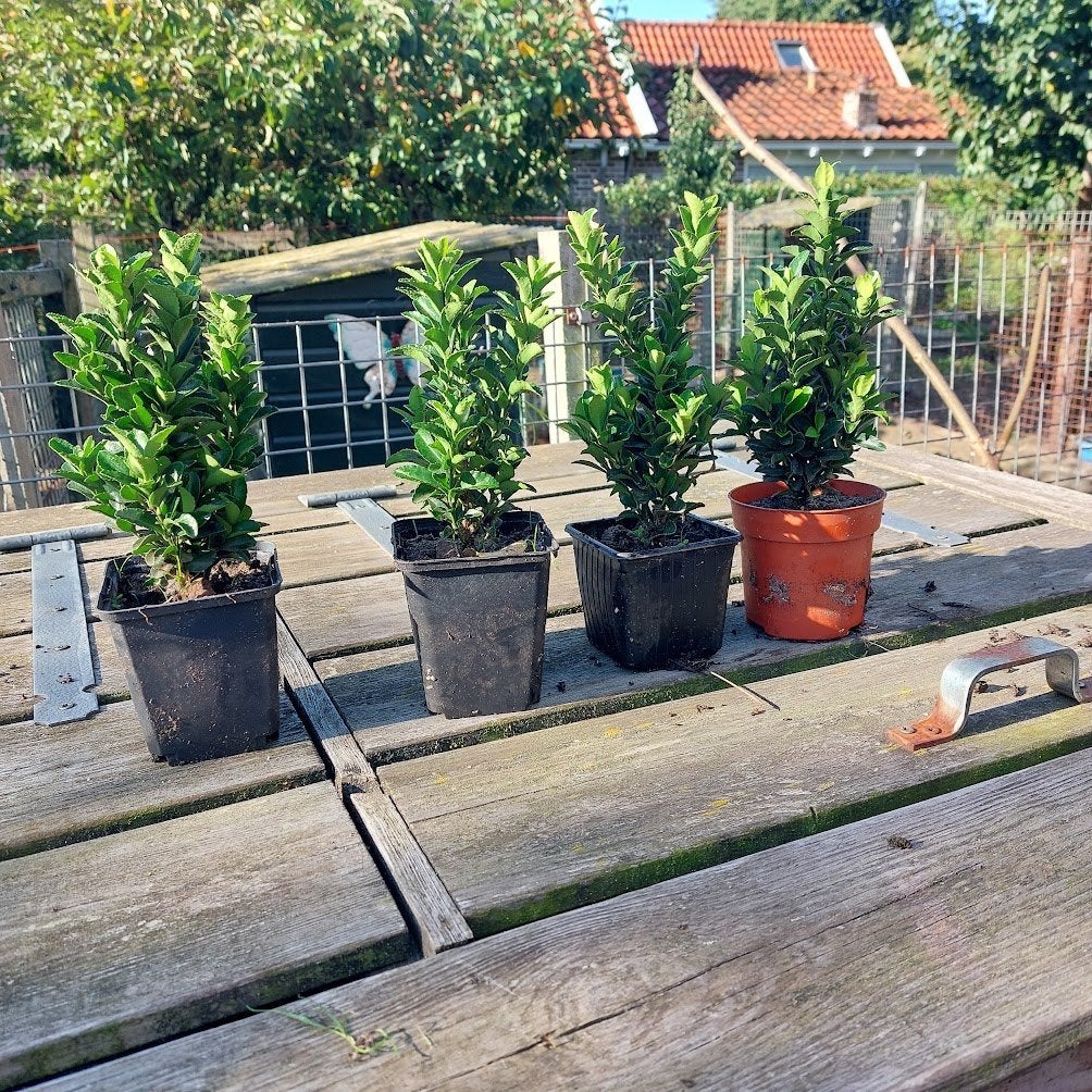 Euonymus green spire(Beste buxus vervanger), Ophalen, Overige soorten, Haag, Minder dan 100 cm