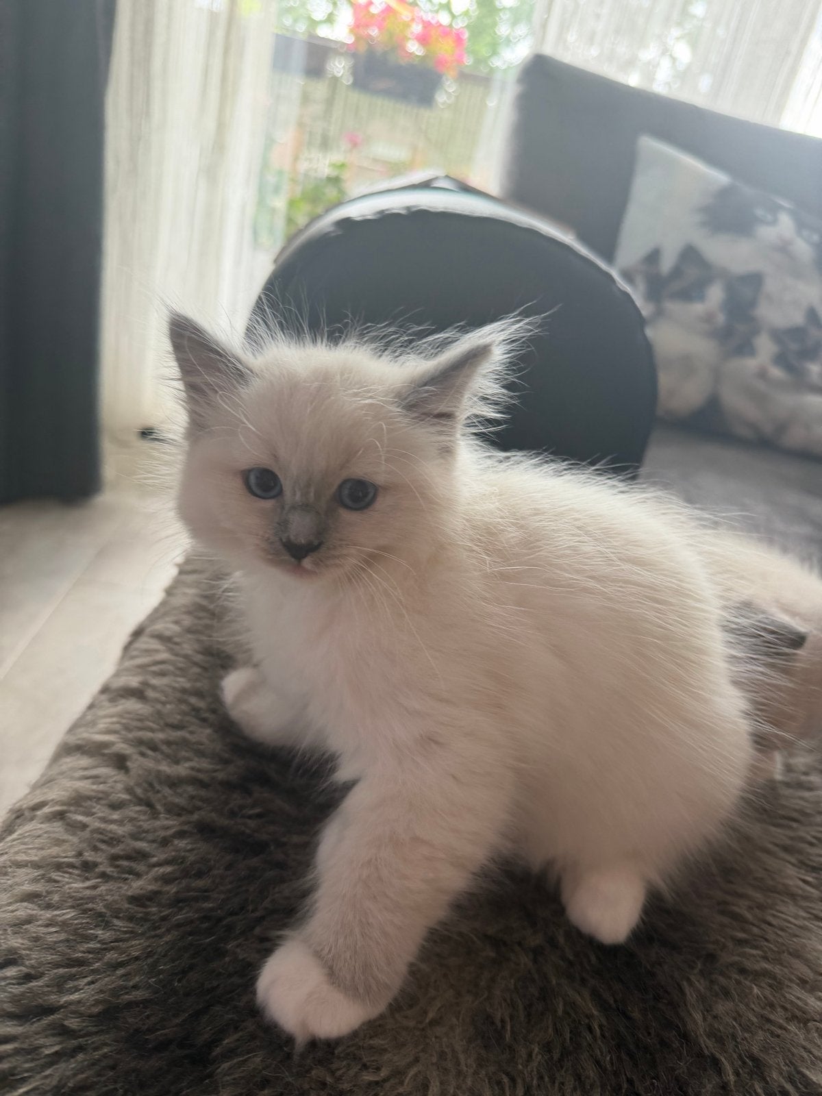 Foto 10 van Mooie Ragdoll kitten (poesje)