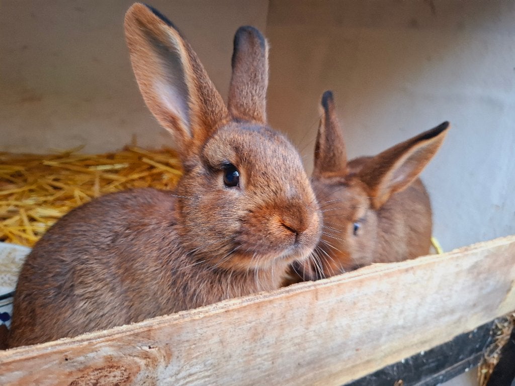 Jonge konijnen, Dieren en Toebehoren, Meerdere dieren, Middelgroot, 0 tot 2 jaar