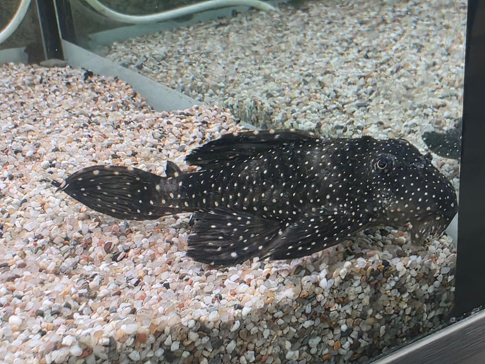 L181 Peppermint Pleco en harnasmeerval, Vis