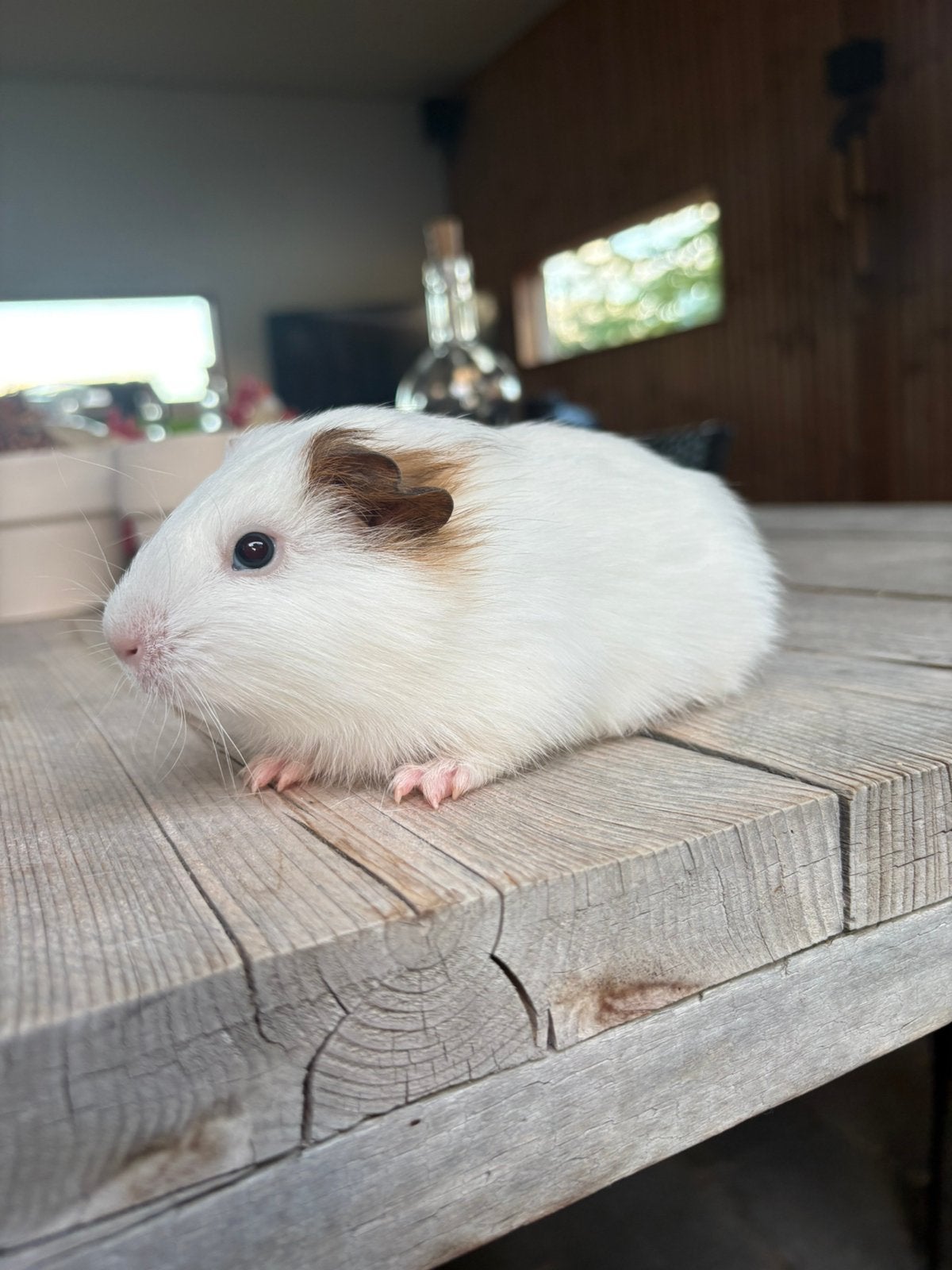 Lieve jong cavia schimmel zeugje te koop, Dieren en Toebehoren, Knaagdieren, Cavia, Vrouwelijk, Mei, Tam