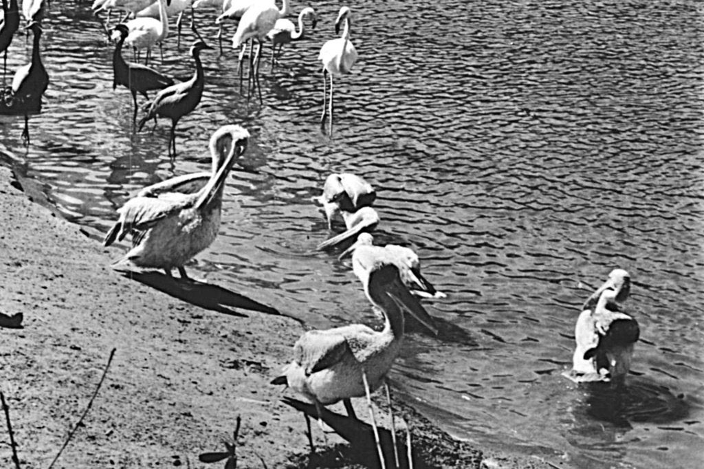 947312	Alphen	a d Rijn	Avifauna Dierentuin 1950	Onbeschreven, Ophalen of Verzenden, 1940 tot 1960, Ongelopen, Zuid-Holland