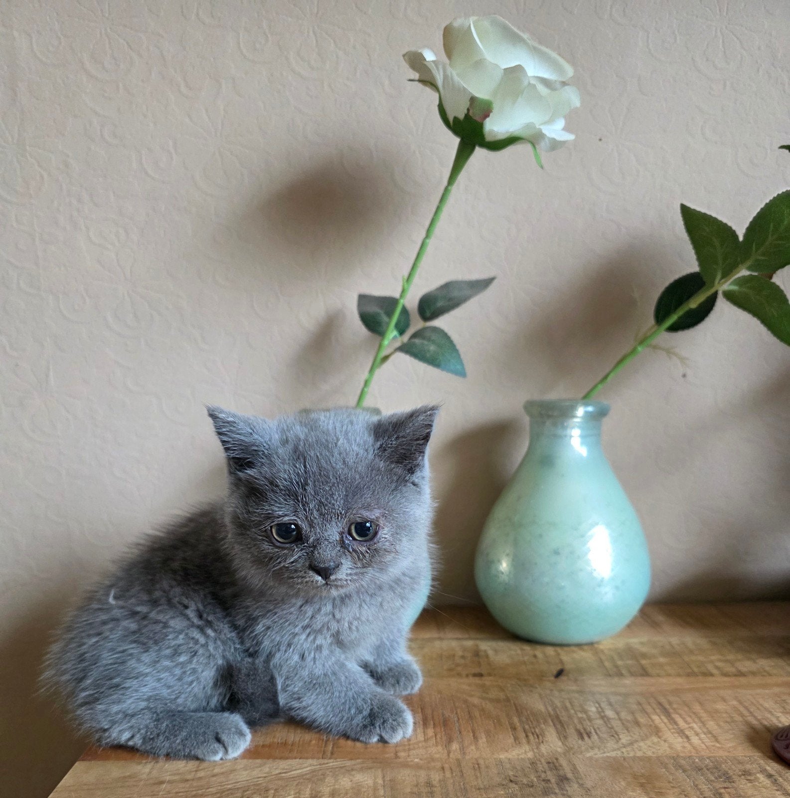 lieve britse korthaar kittens 10 weken, Dieren en Toebehoren, Katten en Kittens | Raskatten | Langhaar, Meerdere dieren, Ontwormd