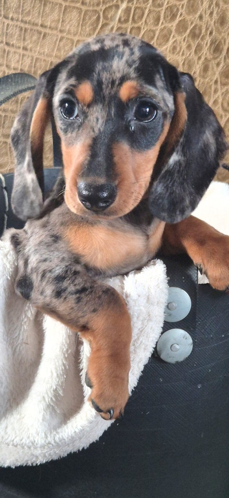 Huiskamernest Dwerg teckel pups getijgerd (merle) 4x teefje, CDV (hondenziekte), 8 tot 15 weken, Korthaar, Dwerg