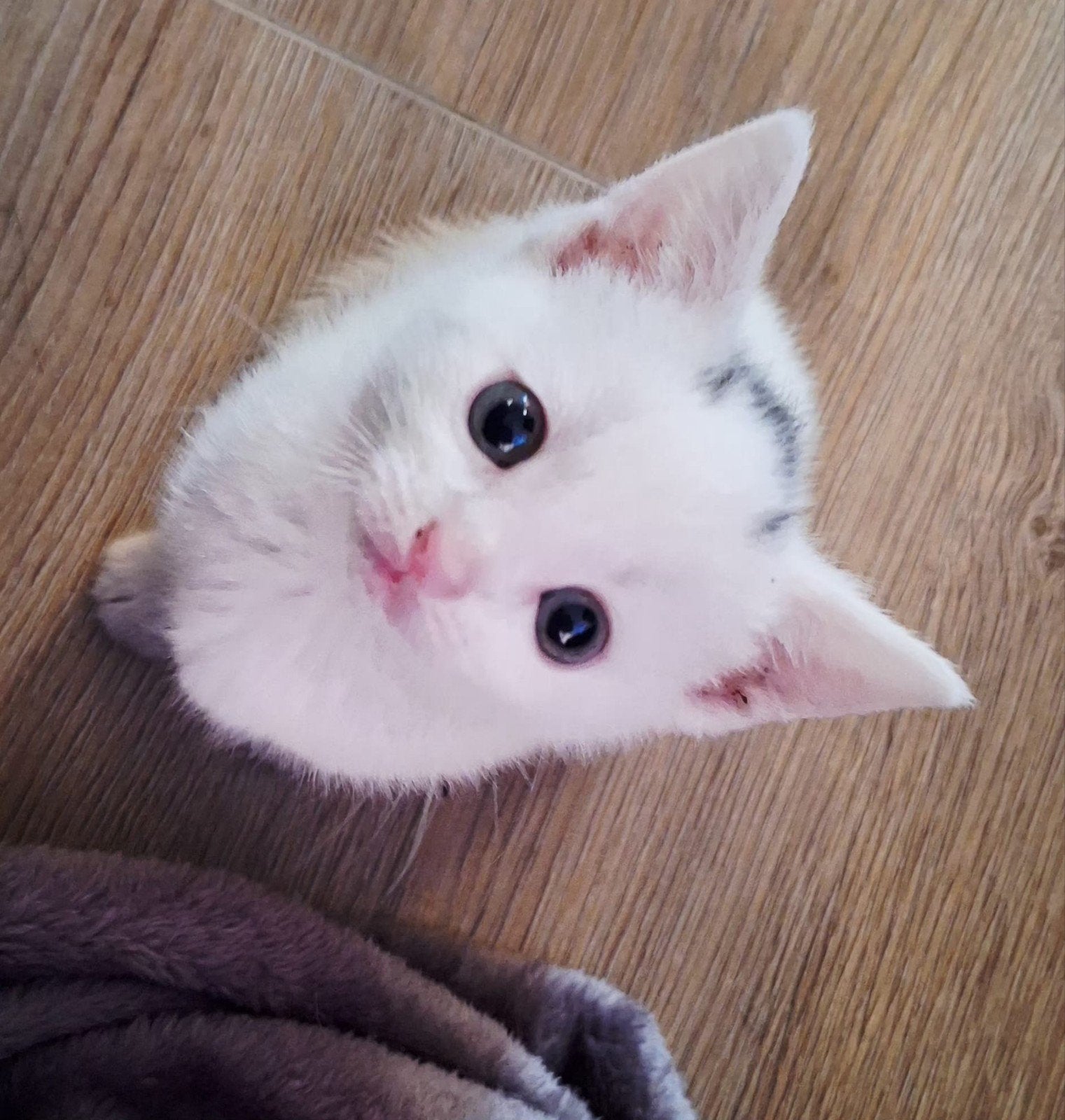 kittens europese korthaar Nog 2 poesjes beschikbaar!, Meerdere dieren