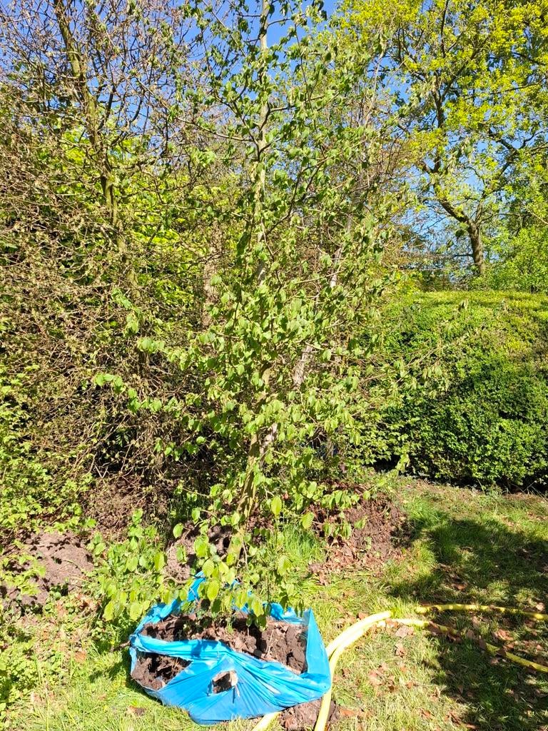 Haagbeuken 5x Carpinus Betulus, Tuin en Terras, Ophalen, Haagbeuk, 250 cm of meer