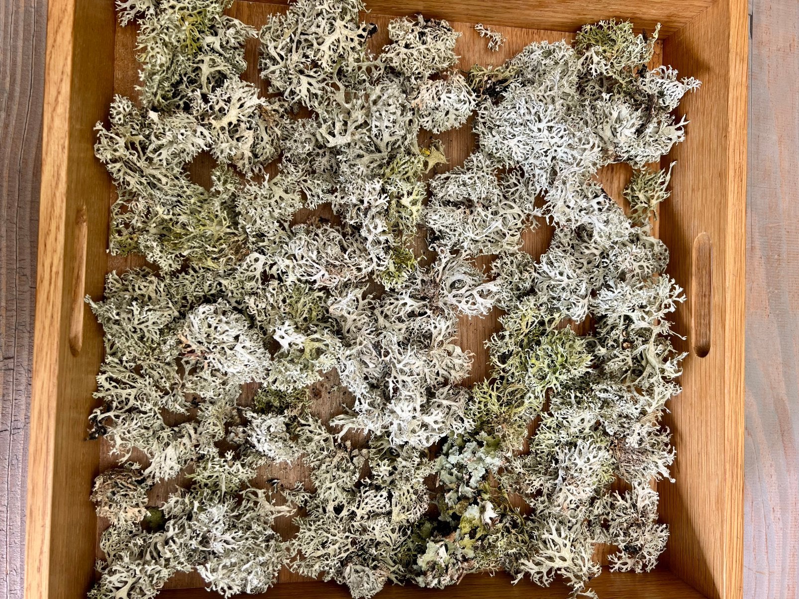 Decoratief IJSLANDS MOS bloemschik  Mosschilderij Rendiermos, Overige thema's, Nieuw, Ophalen of Verzenden, Natuurlijk materiaal