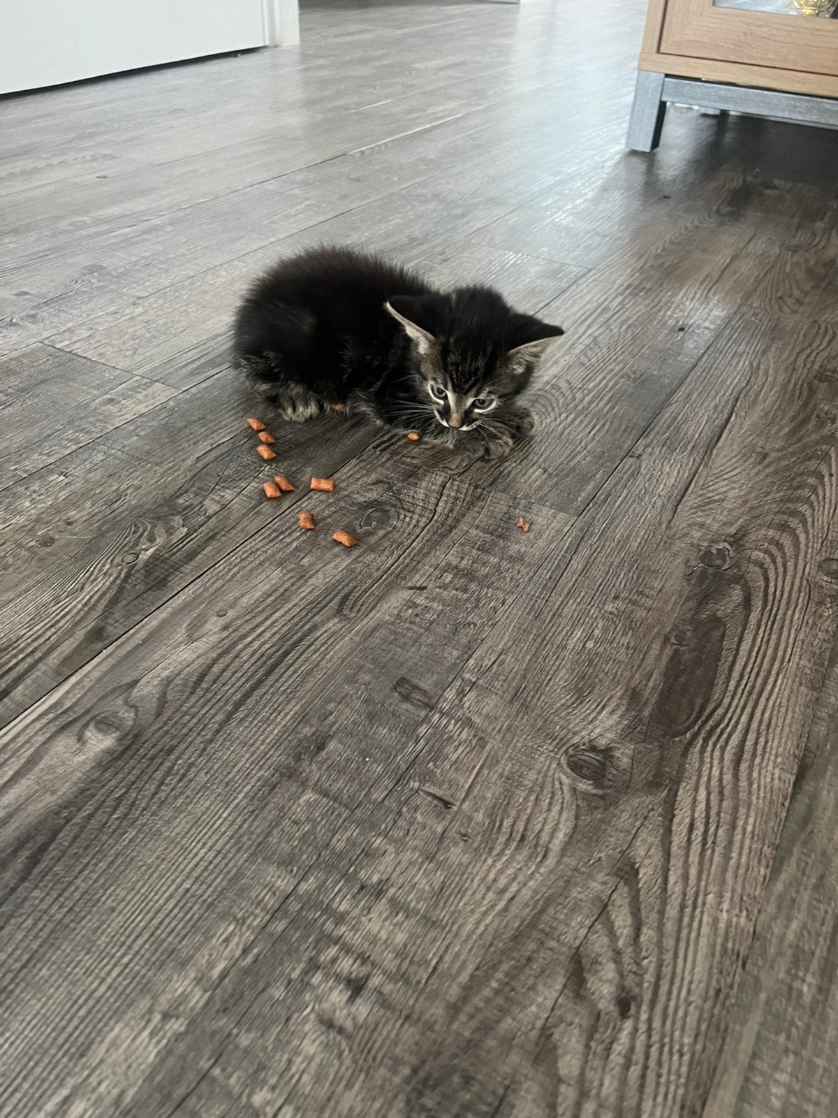 2 kittens gratis ophalen, Kater