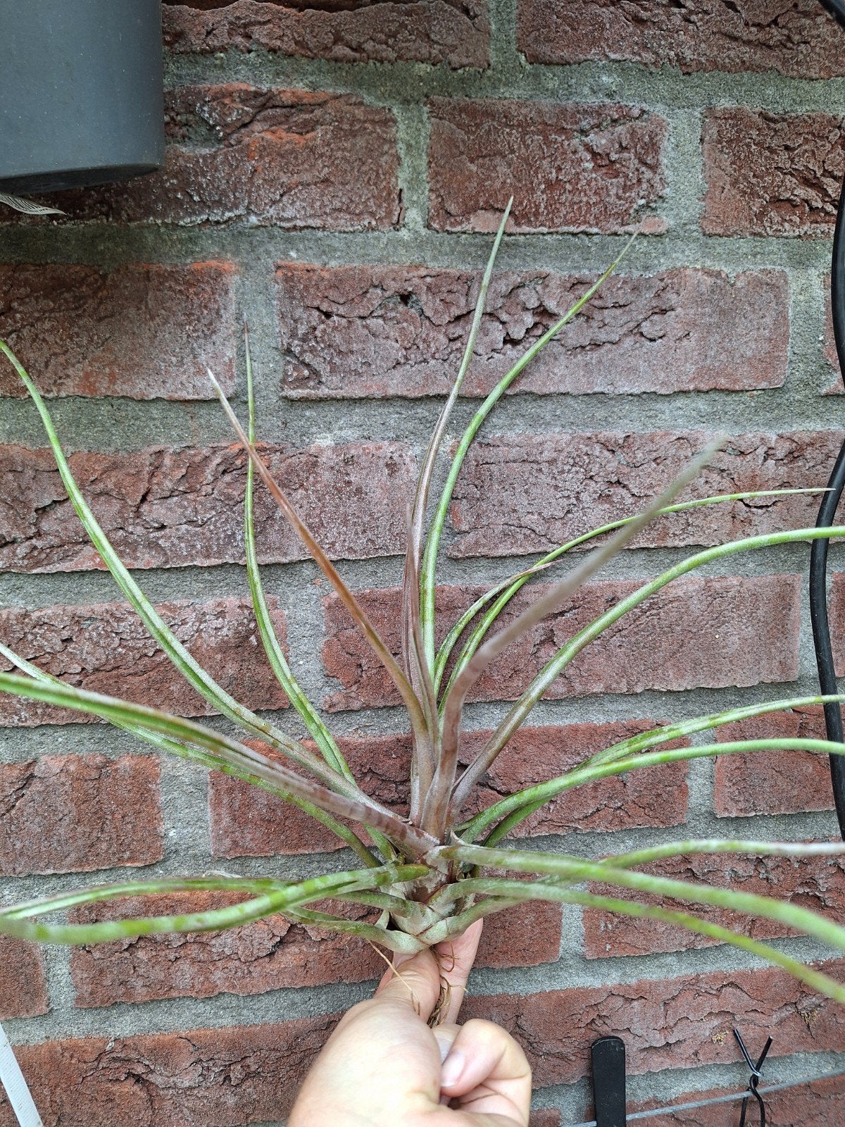 Tillandsia xl, Ophalen of Verzenden, Halfschaduw, Minder dan 100 cm